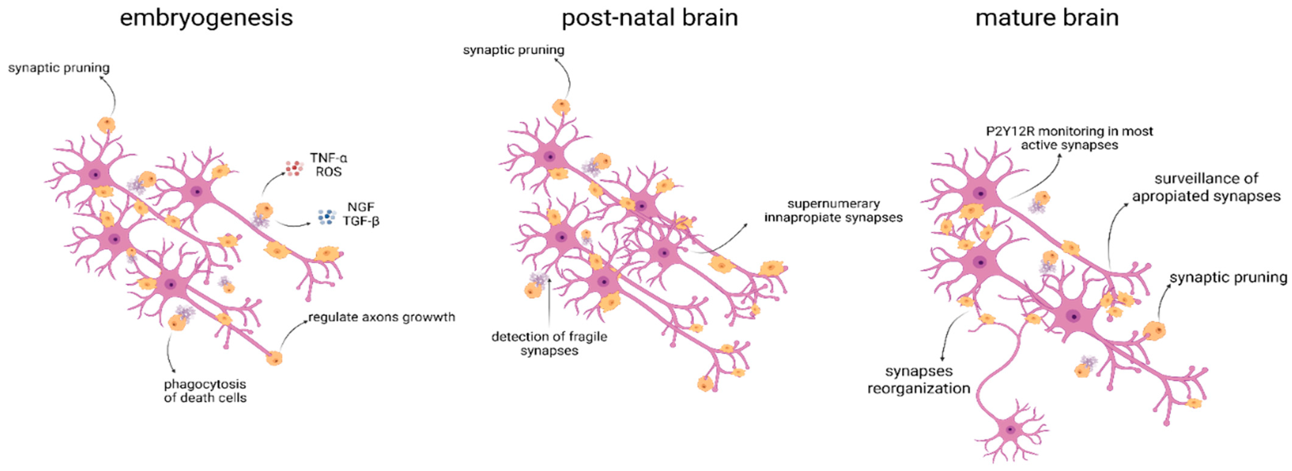 Neuroglia 07 00003 g006