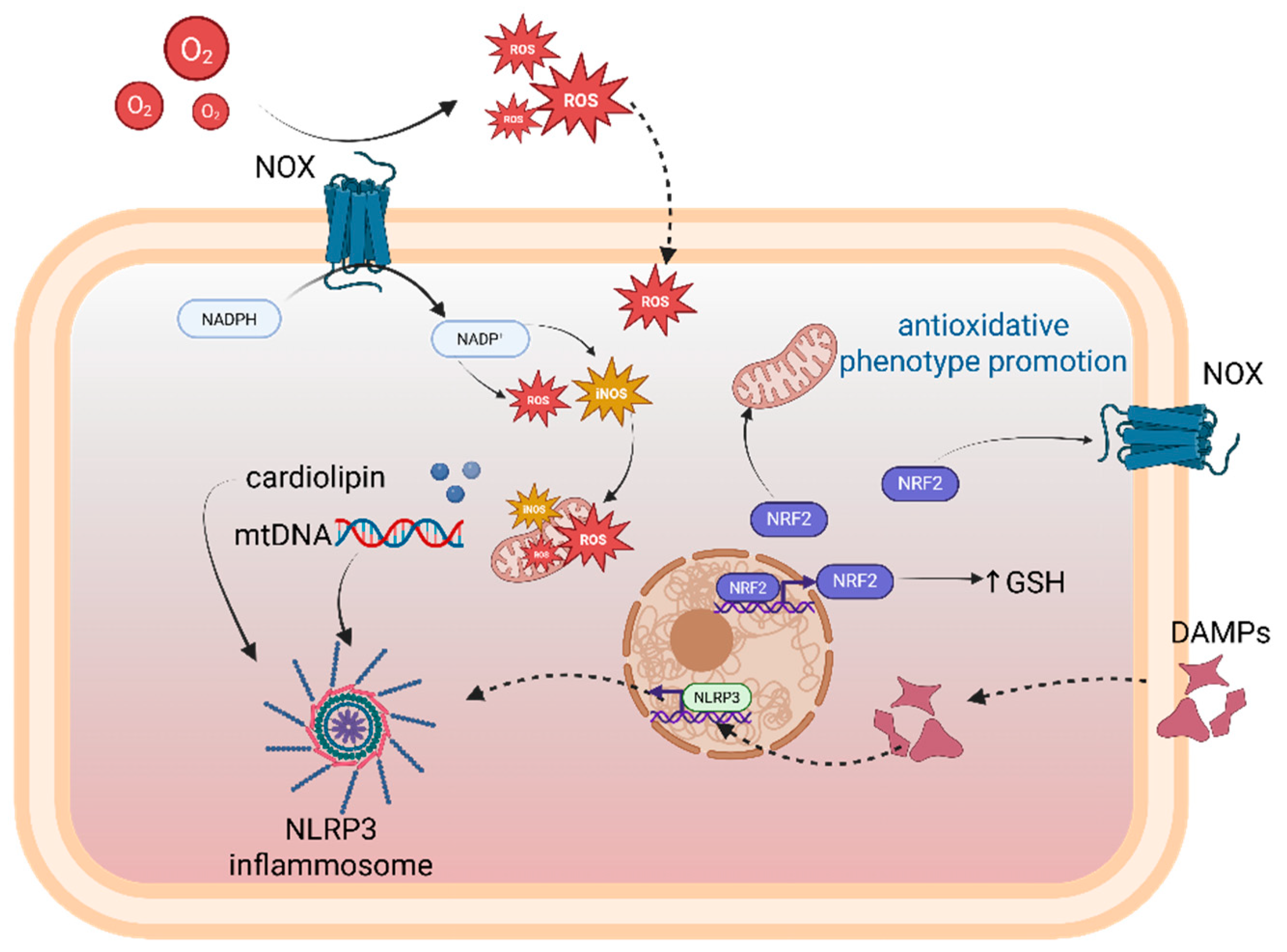 Neuroglia 07 00003 g007