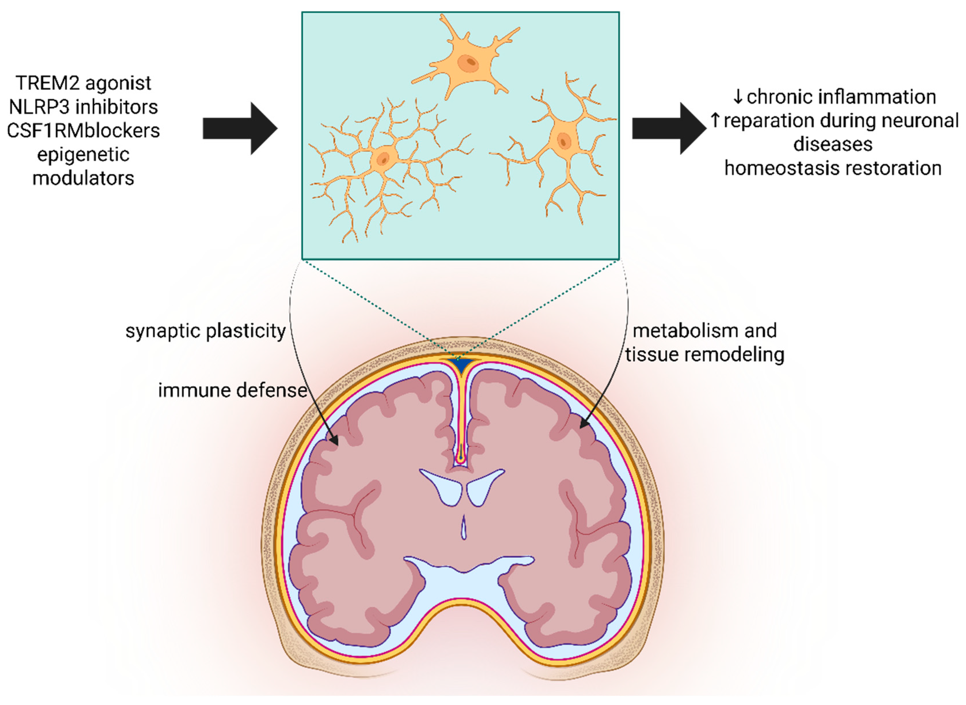 Neuroglia 07 00003 g008