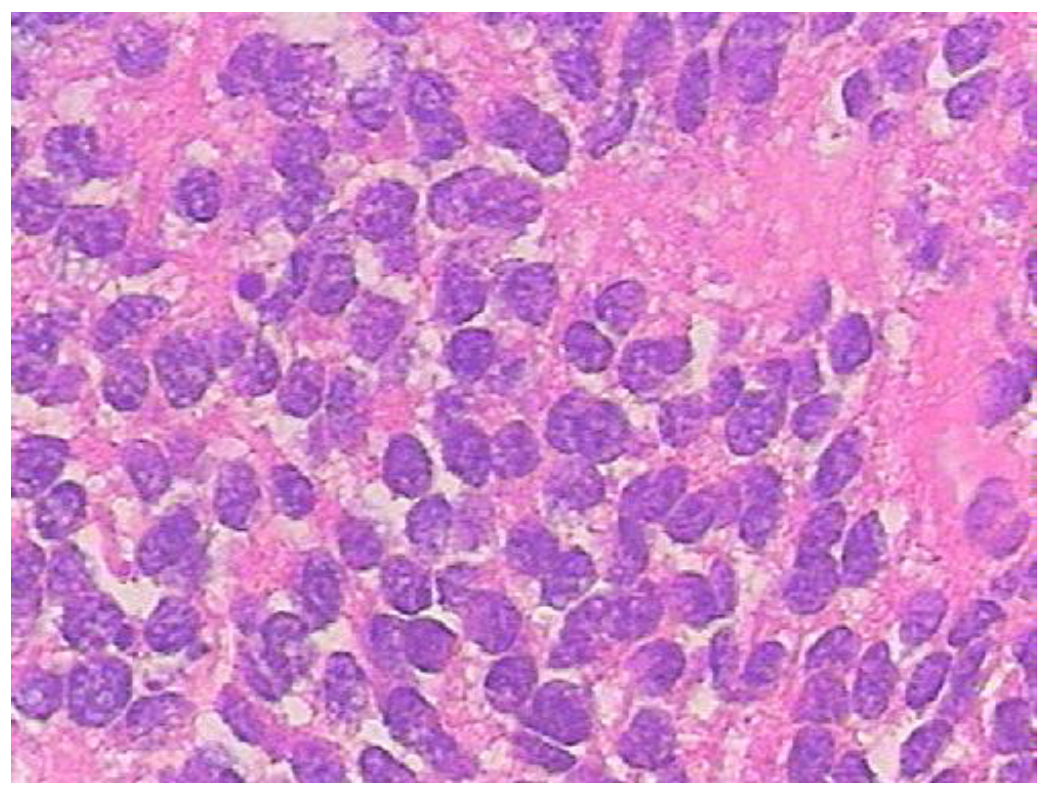 Neurolint 12 00010 g006