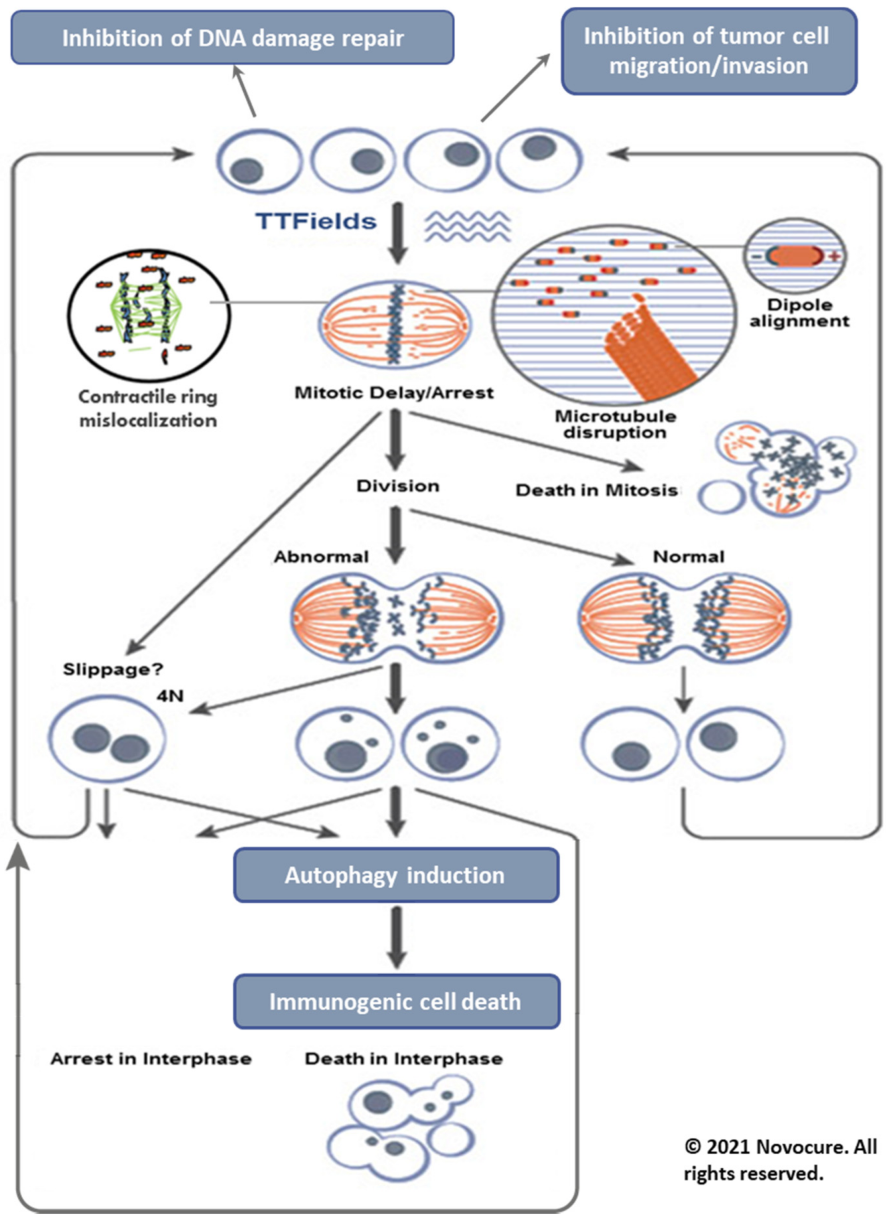 Neurolint 13 00015 g001