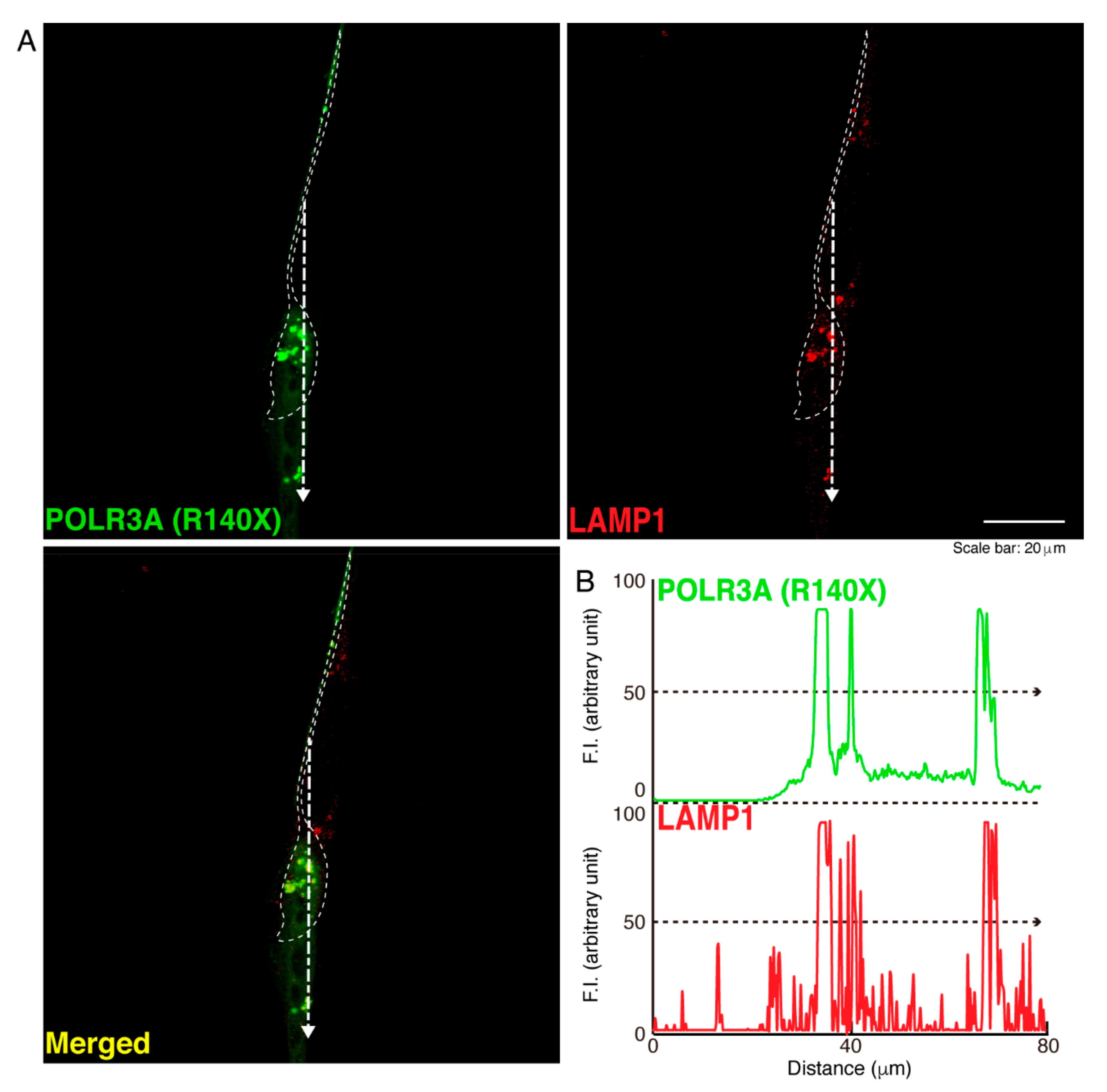 Neurolint 14 00002 g007