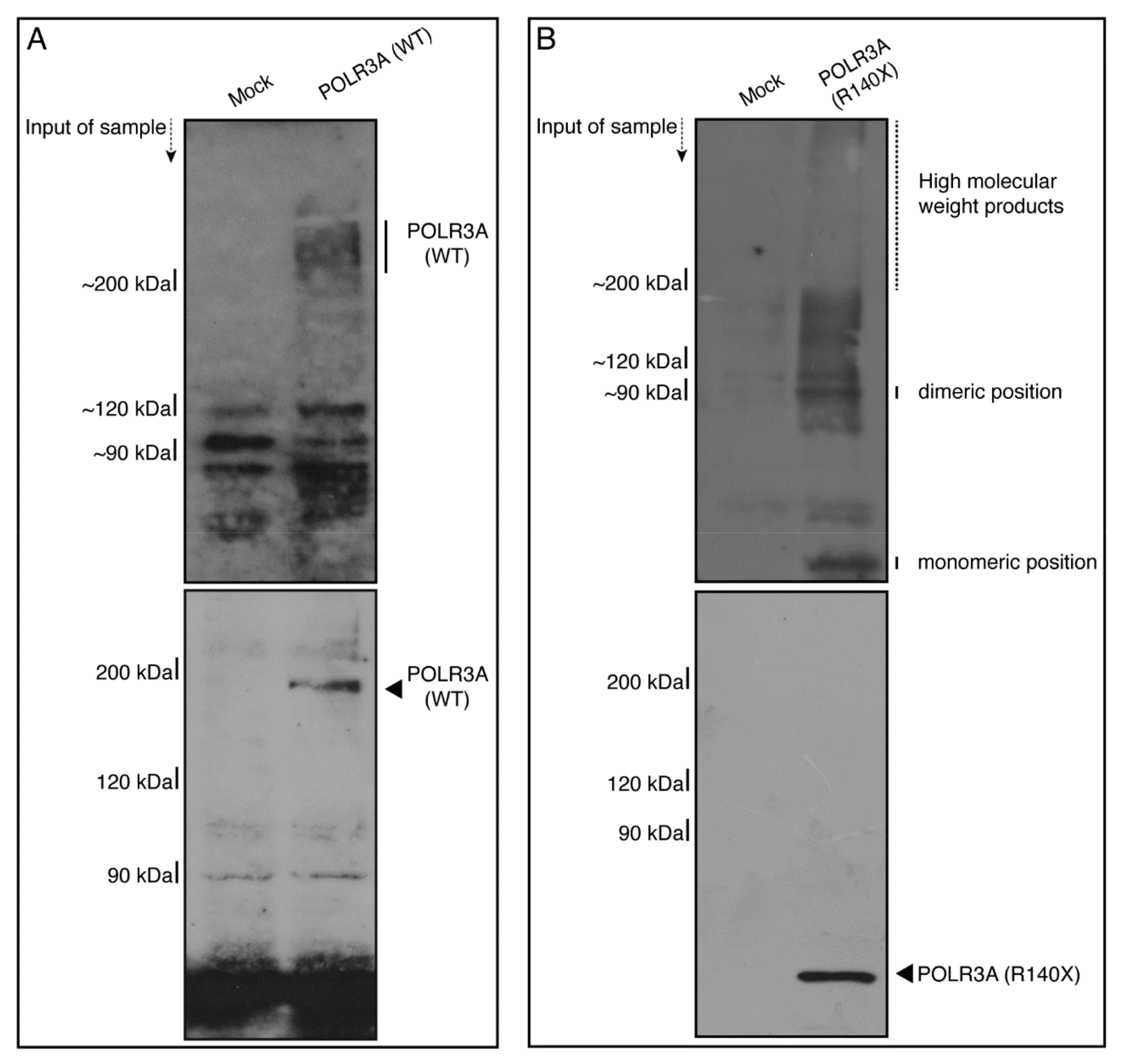 Neurolint 14 00002 g008