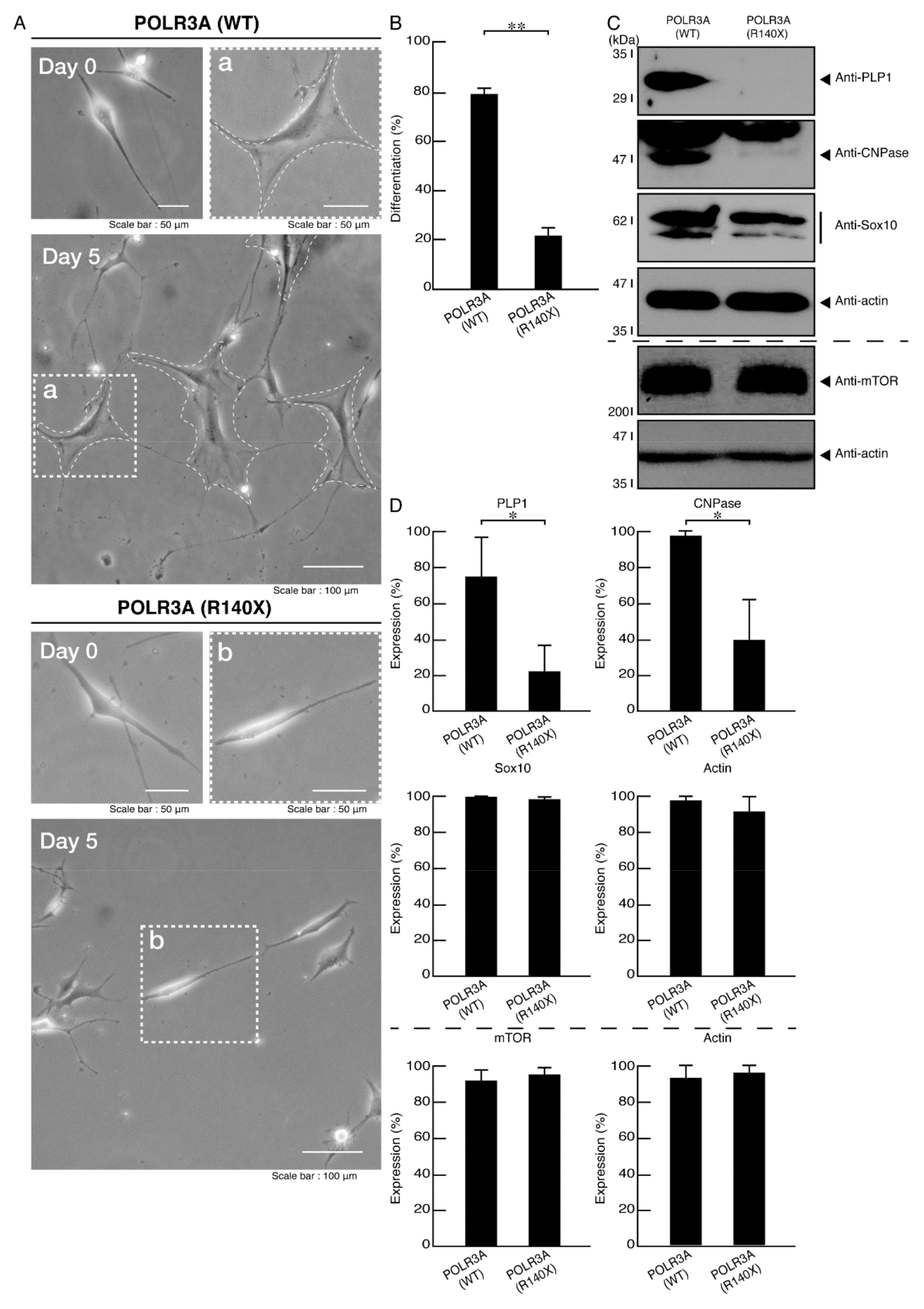 Neurolint 14 00002 g009