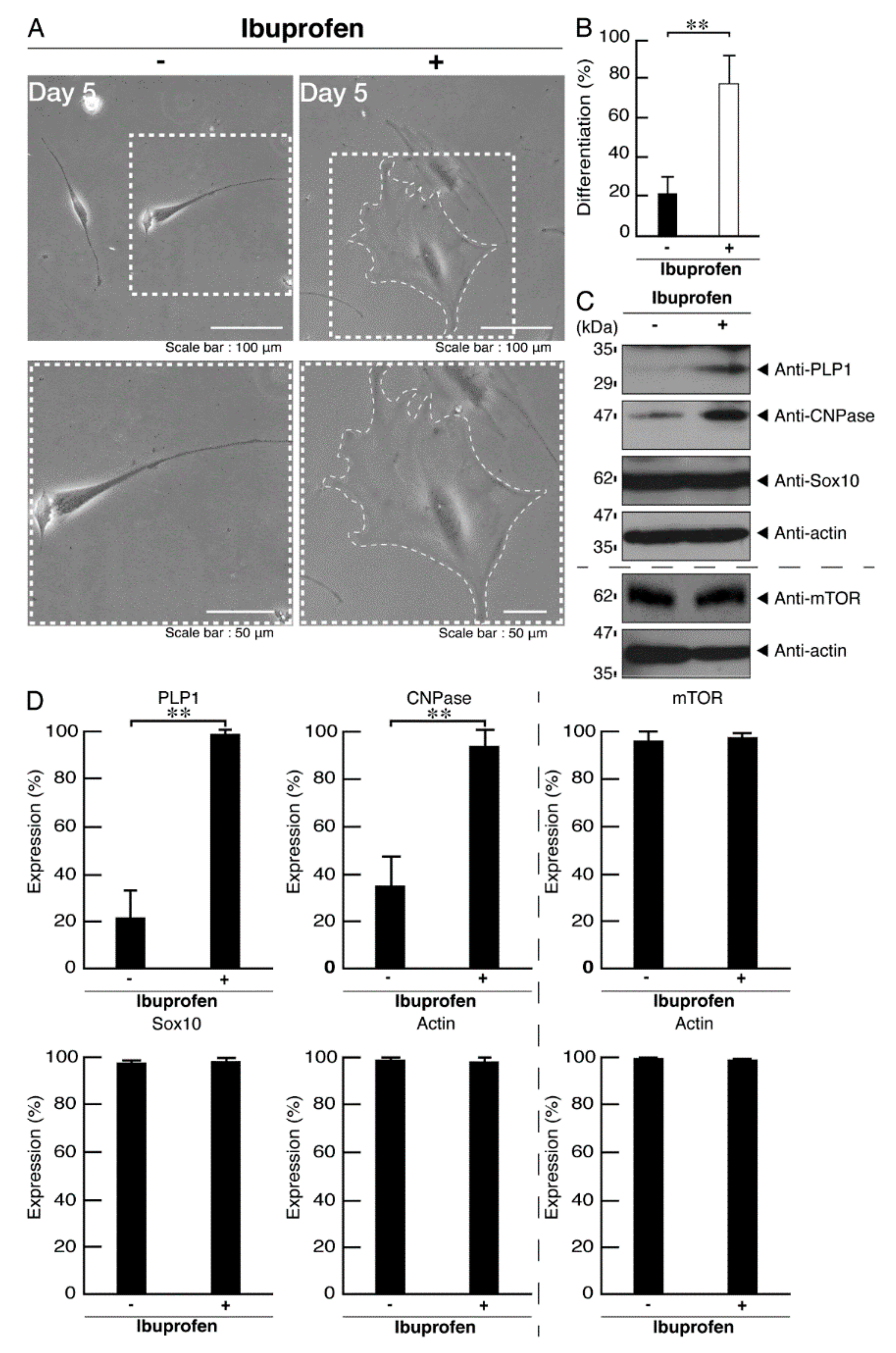Neurolint 14 00002 g011