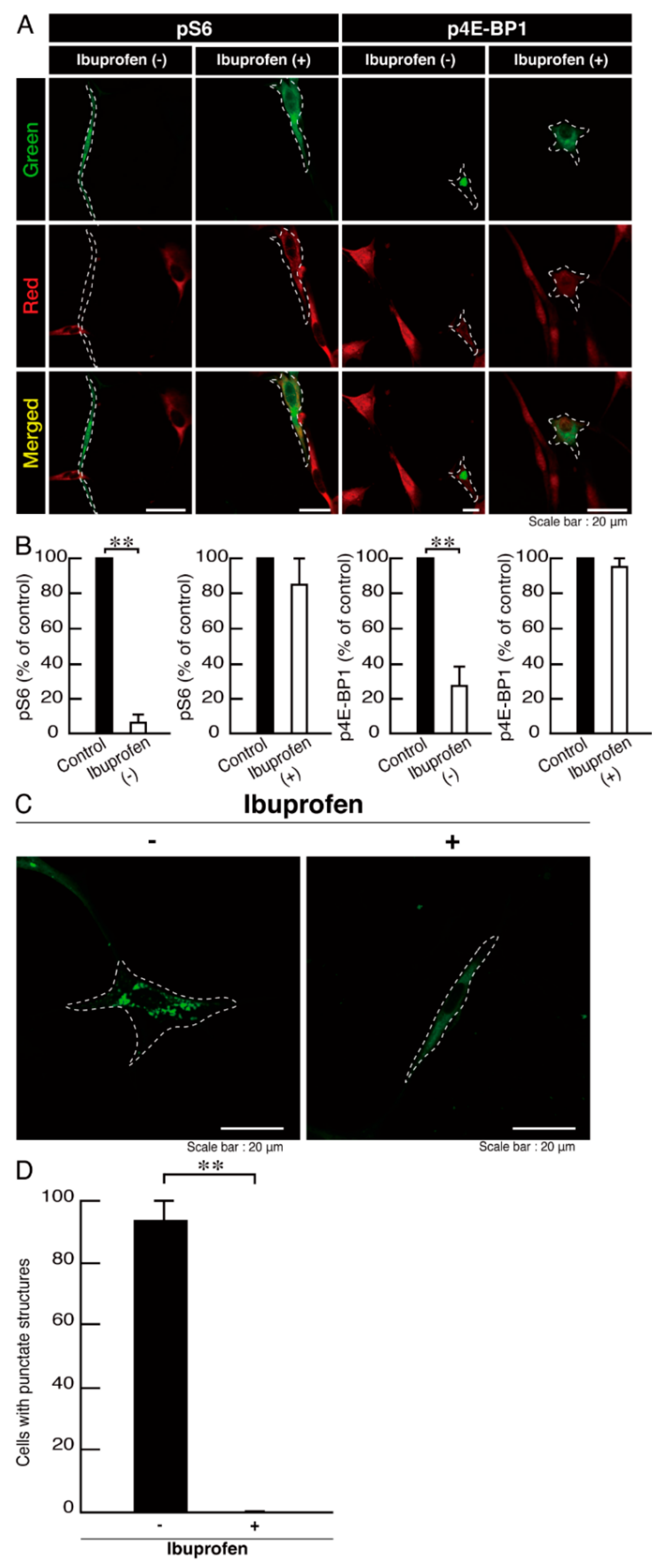 Neurolint 14 00002 g012