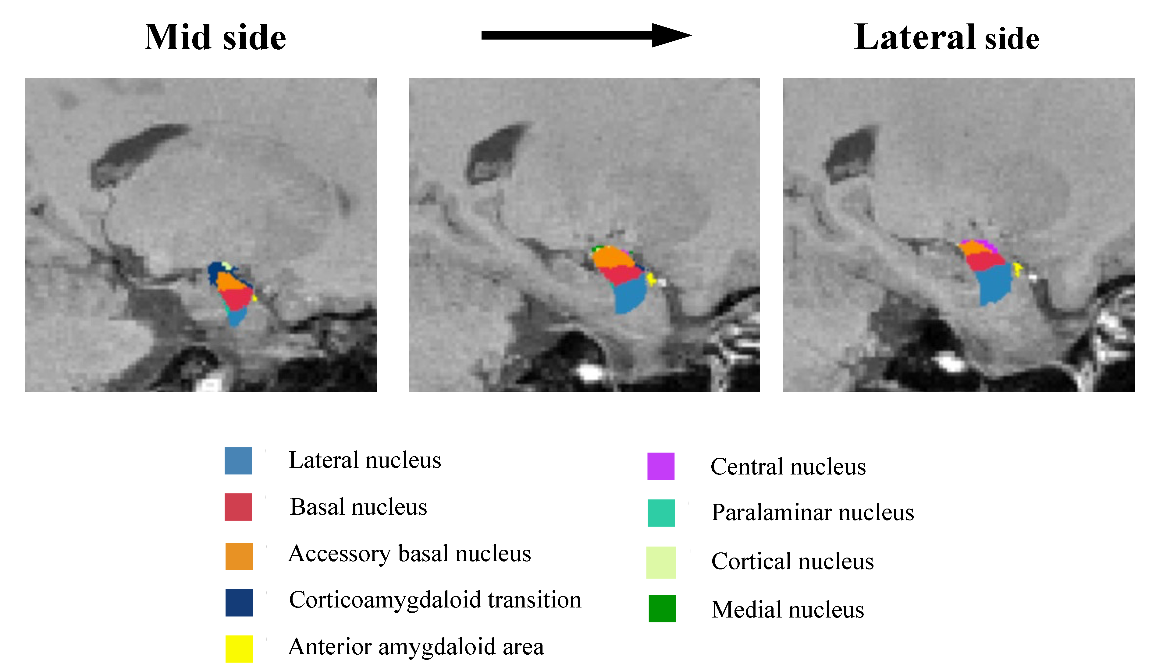 Neurolint 14 00031 g001