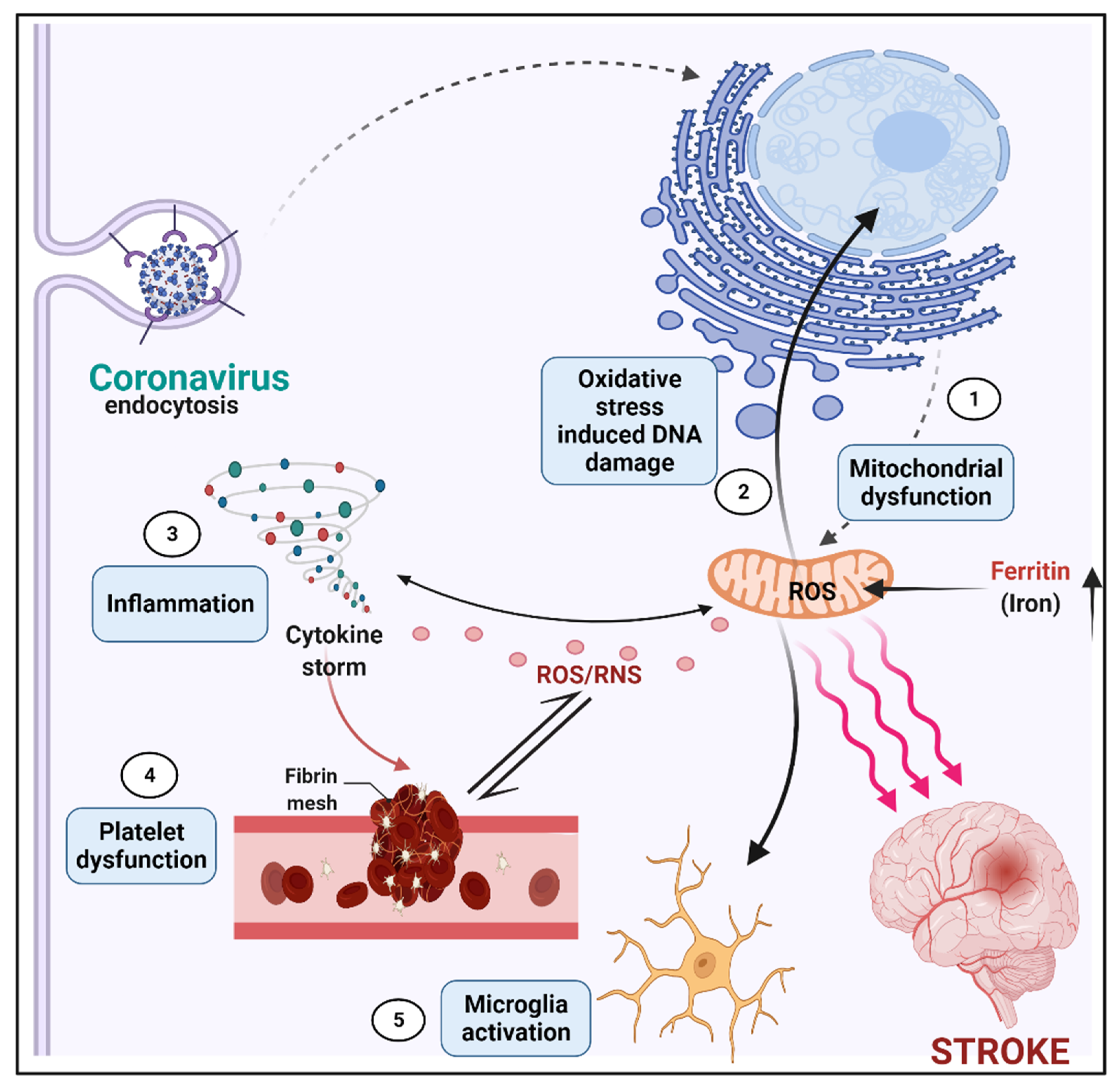 Neurolint 14 00032 g002