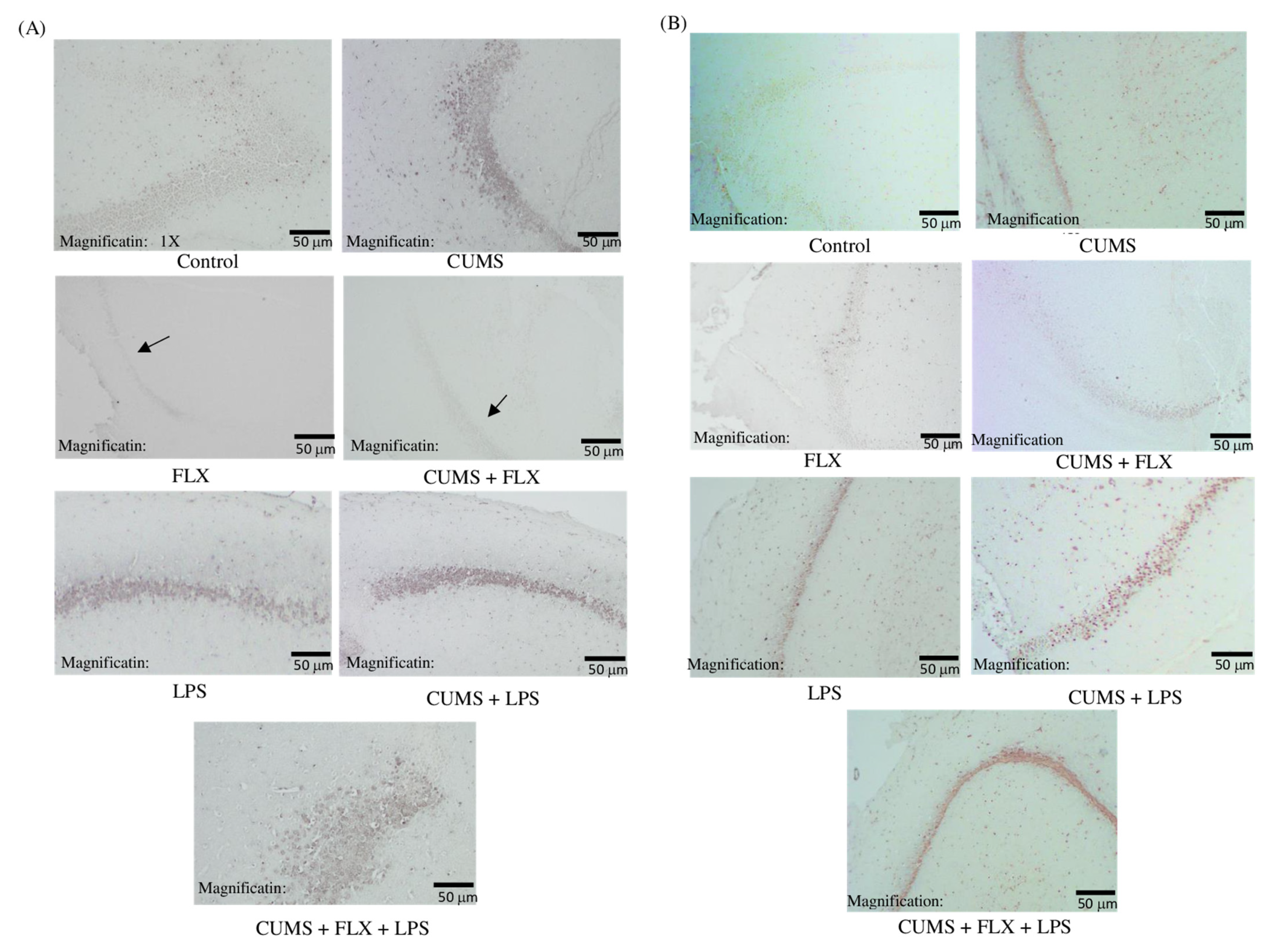 Neurolint 15 00009 g010 Neurolint 15 00009 g010