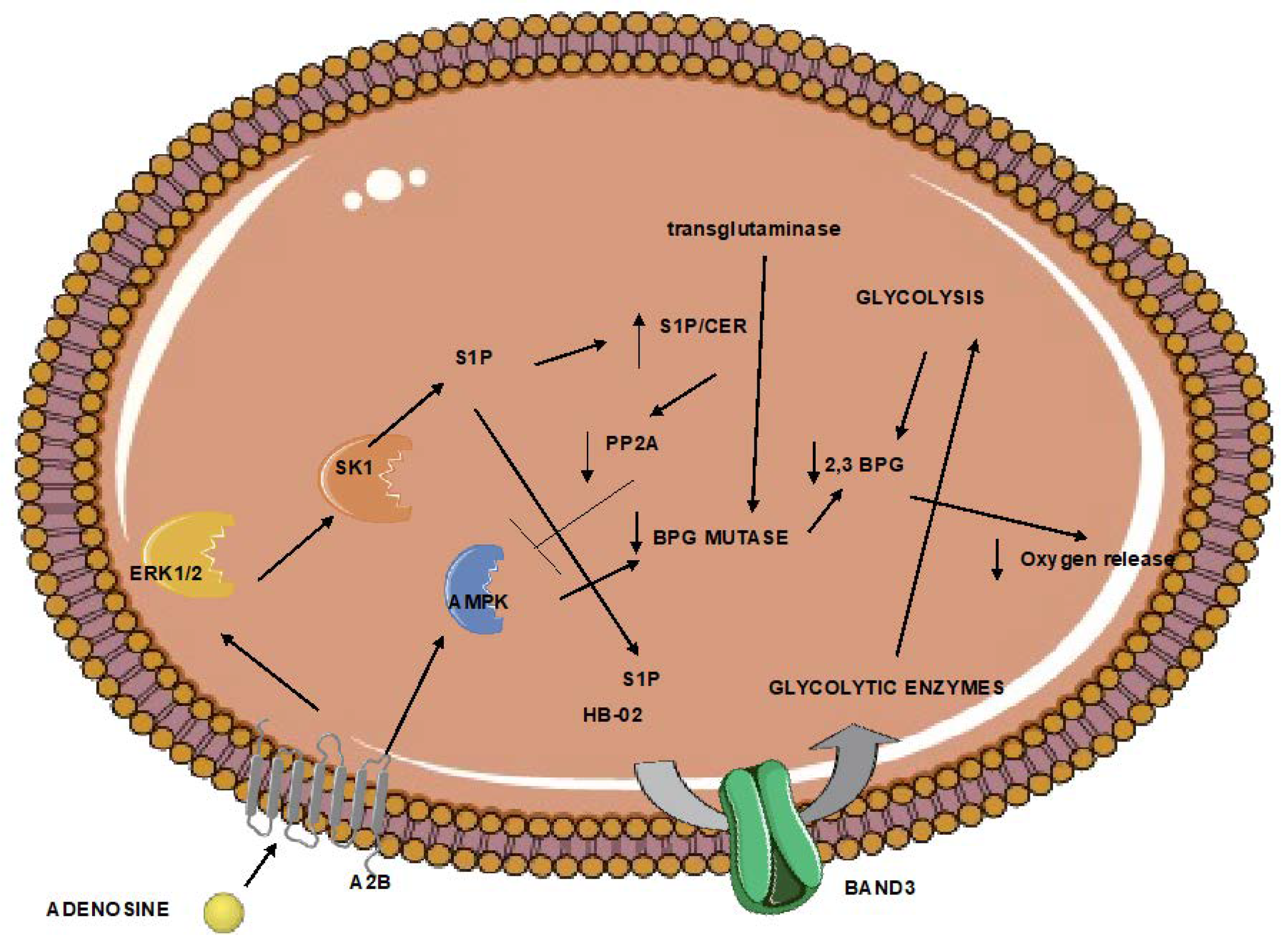 Neurolint 15 00011 g002 Neurolint 15 00011 g002