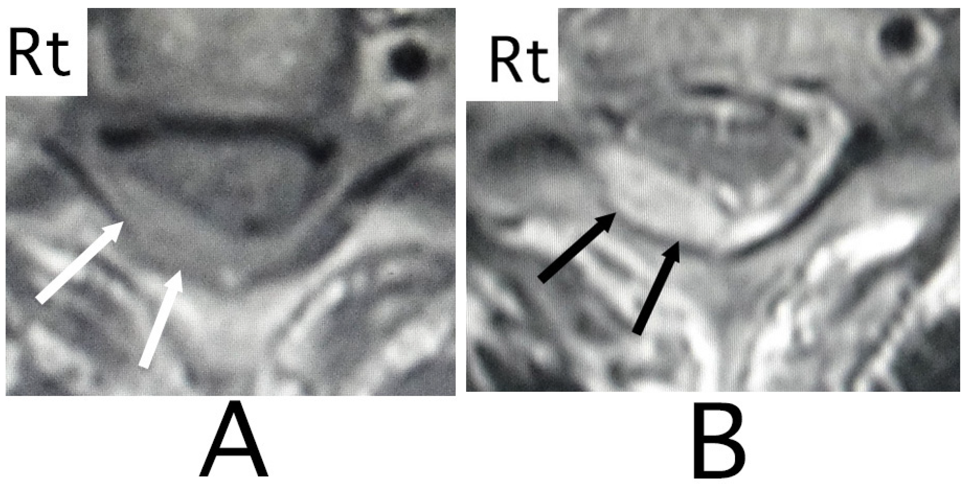 Neurolint 15 00024 g005