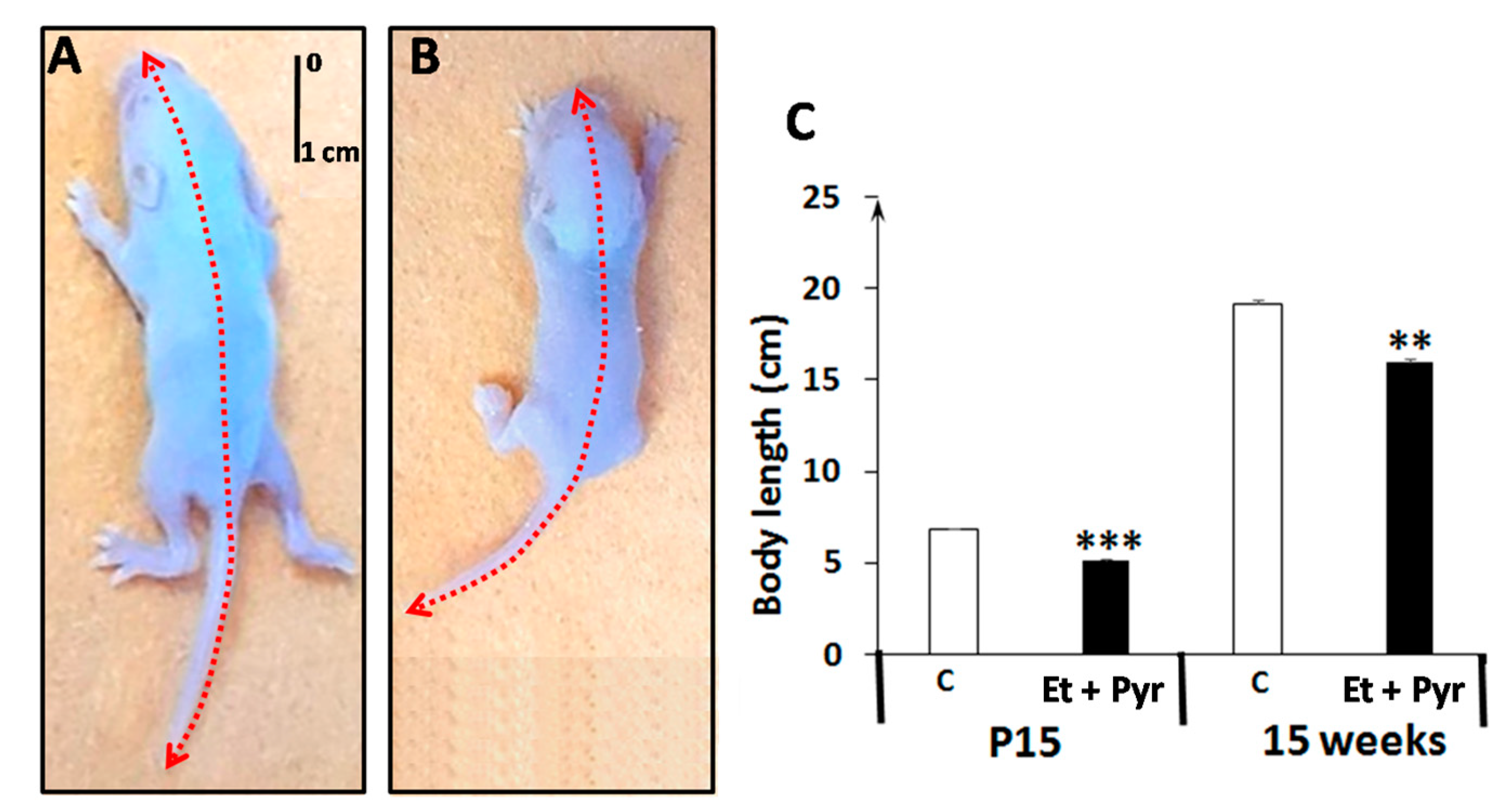 Neurolint 15 00036 g003