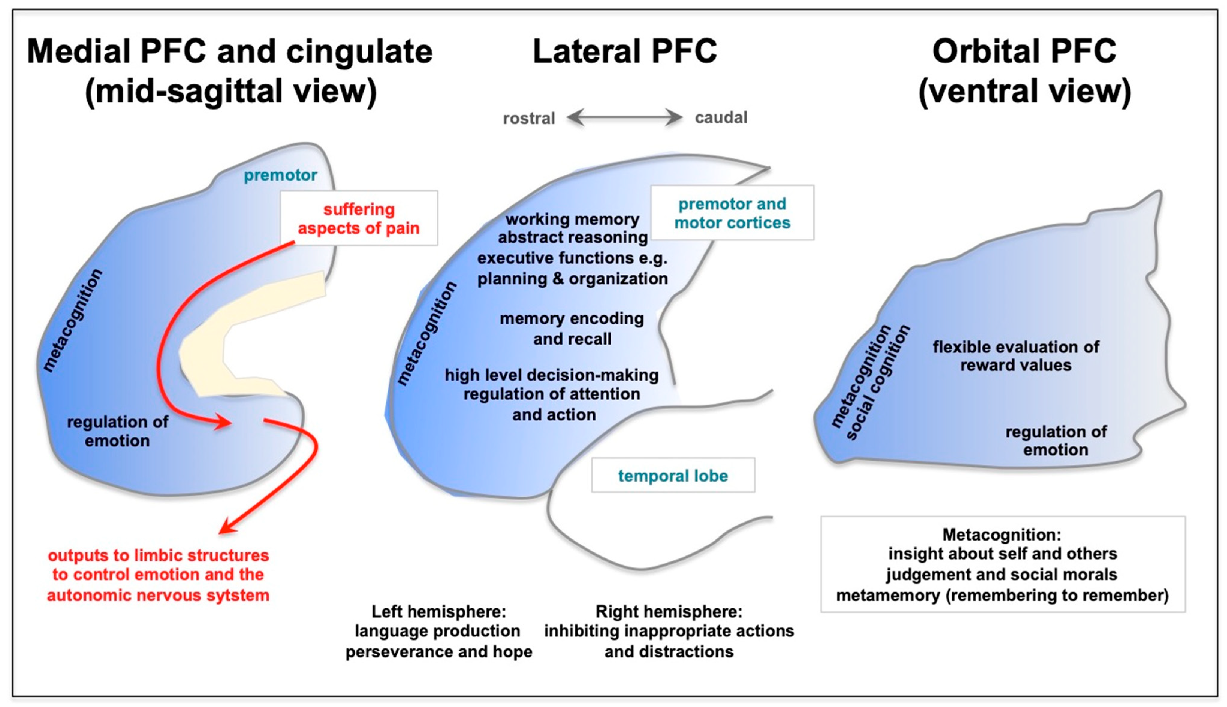 Different loneliness types, cognitive function, and brain structure in  midlife: Findings from the Framingham Heart Study - eClinicalMedicine