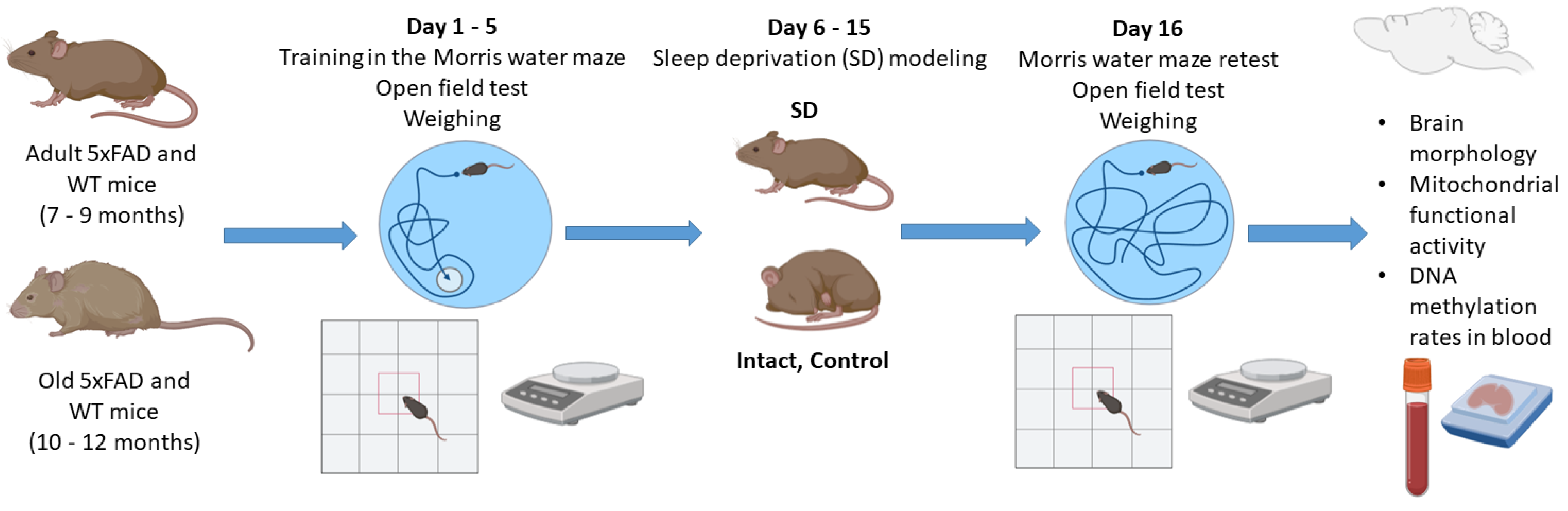 Neurolint 15 00049 g001