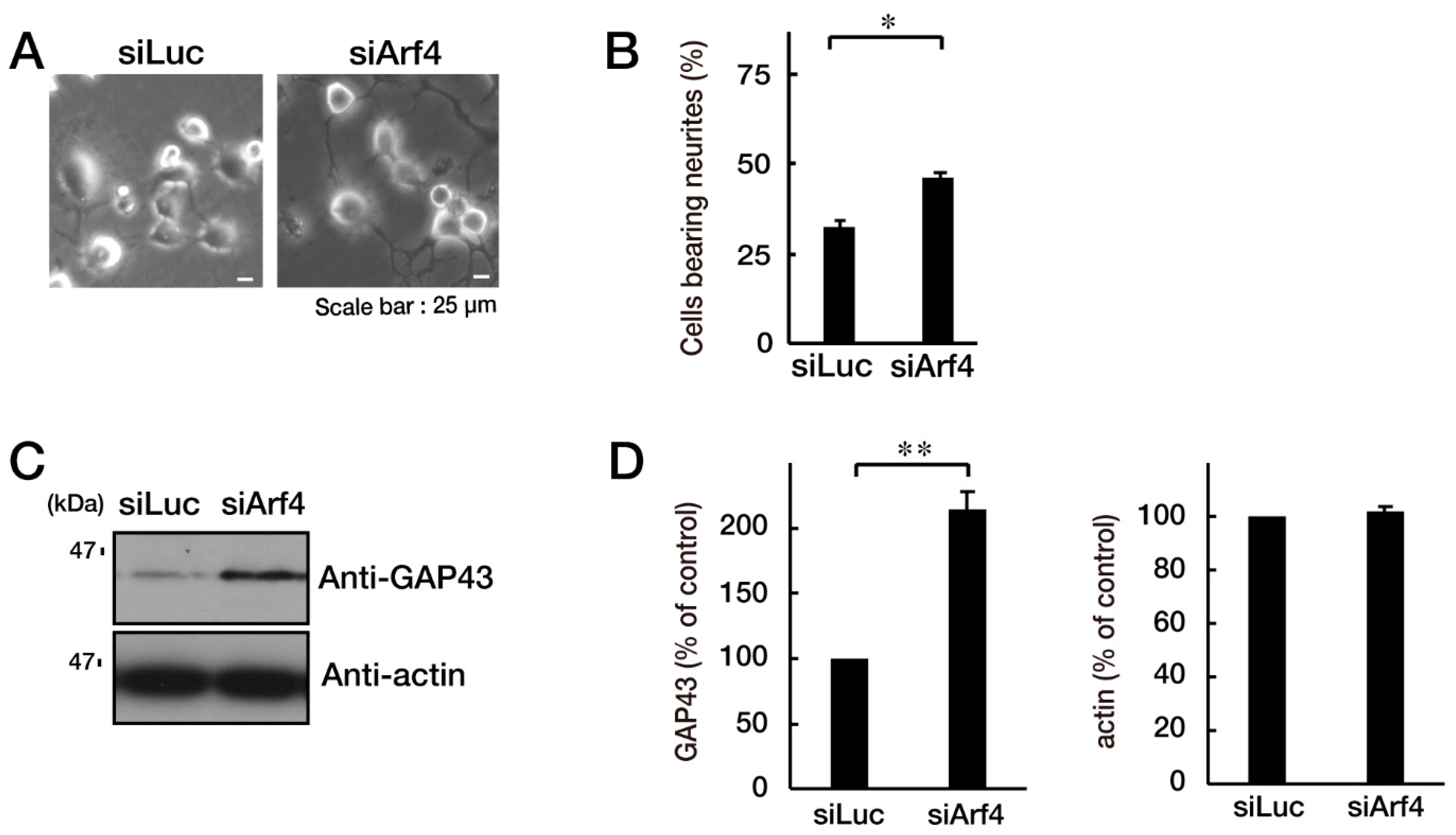 Neurolint 15 00063 g005