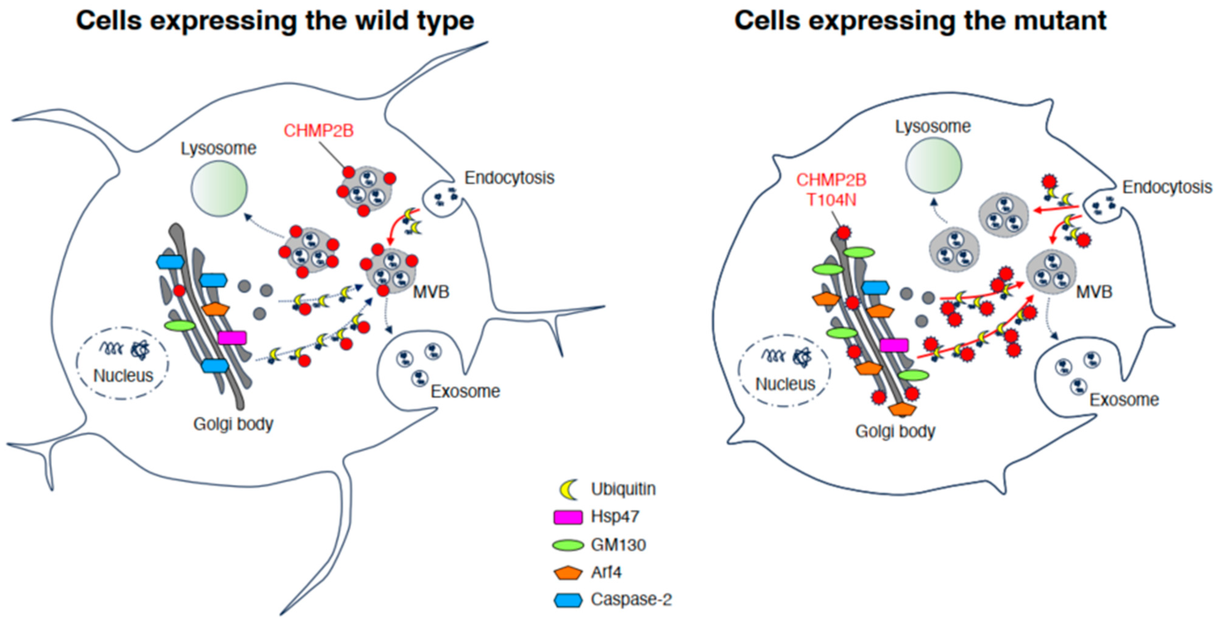 Neurolint 15 00063 g006