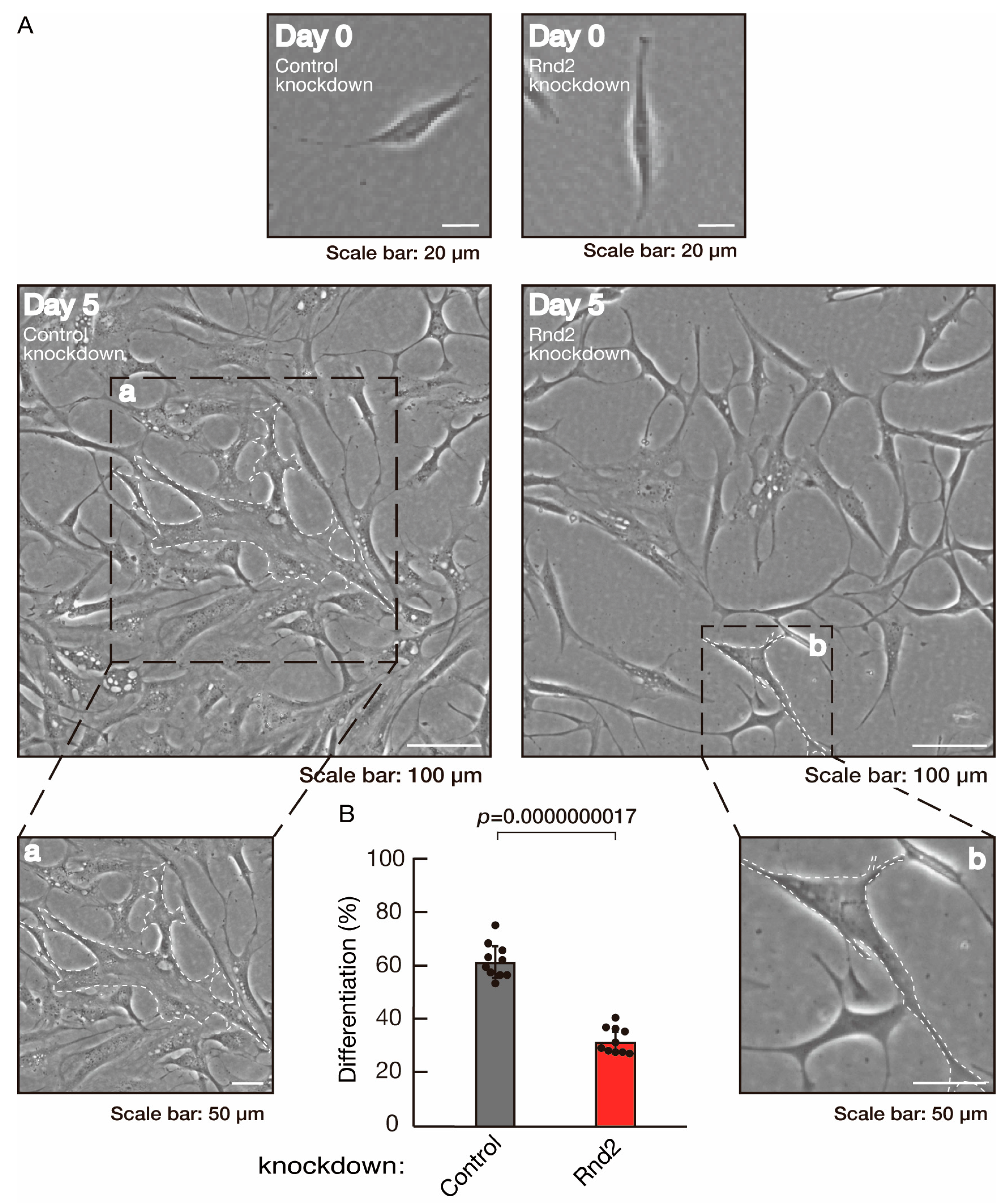Neurolint 16 00003 g001
