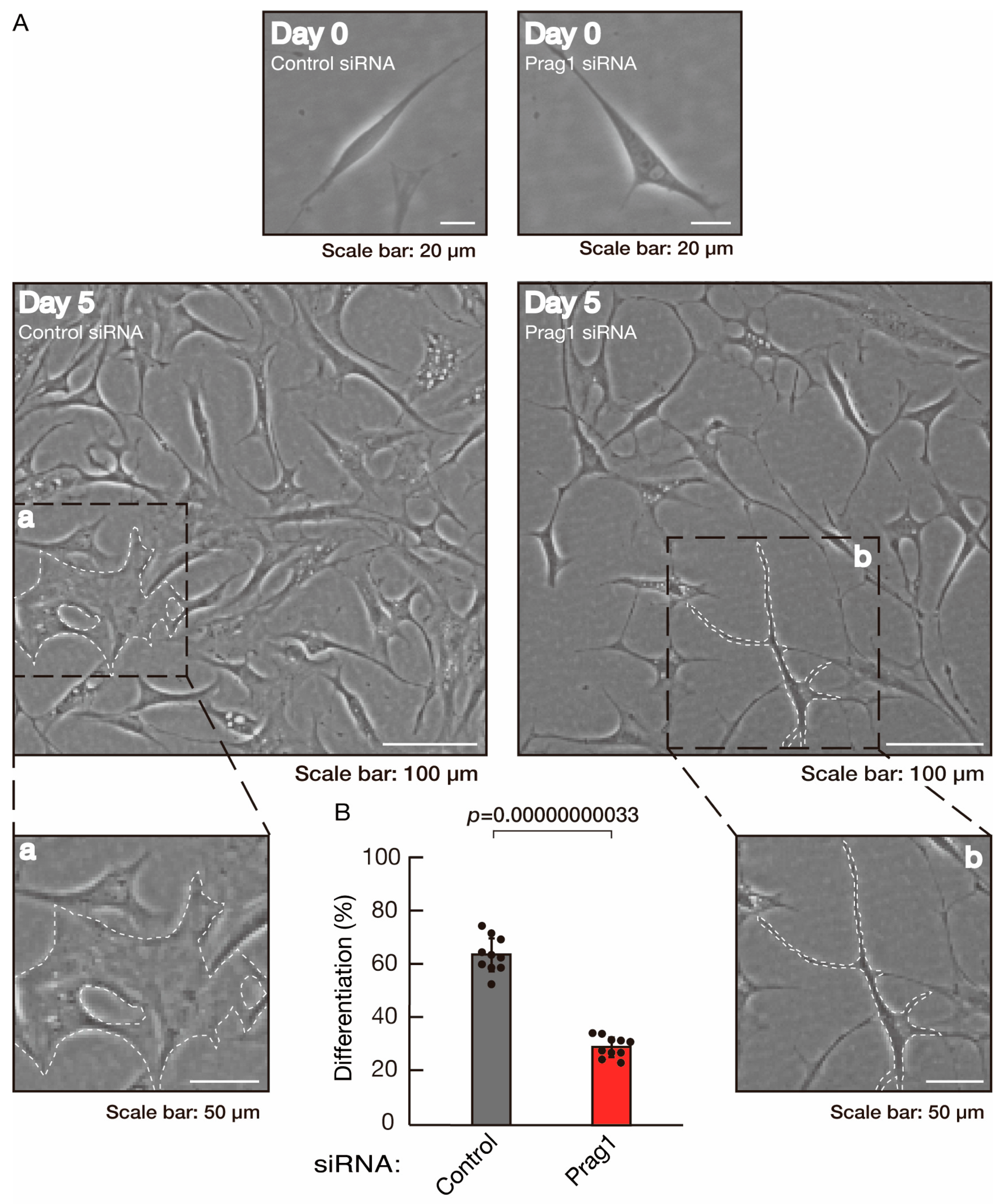 Neurolint 16 00003 g005