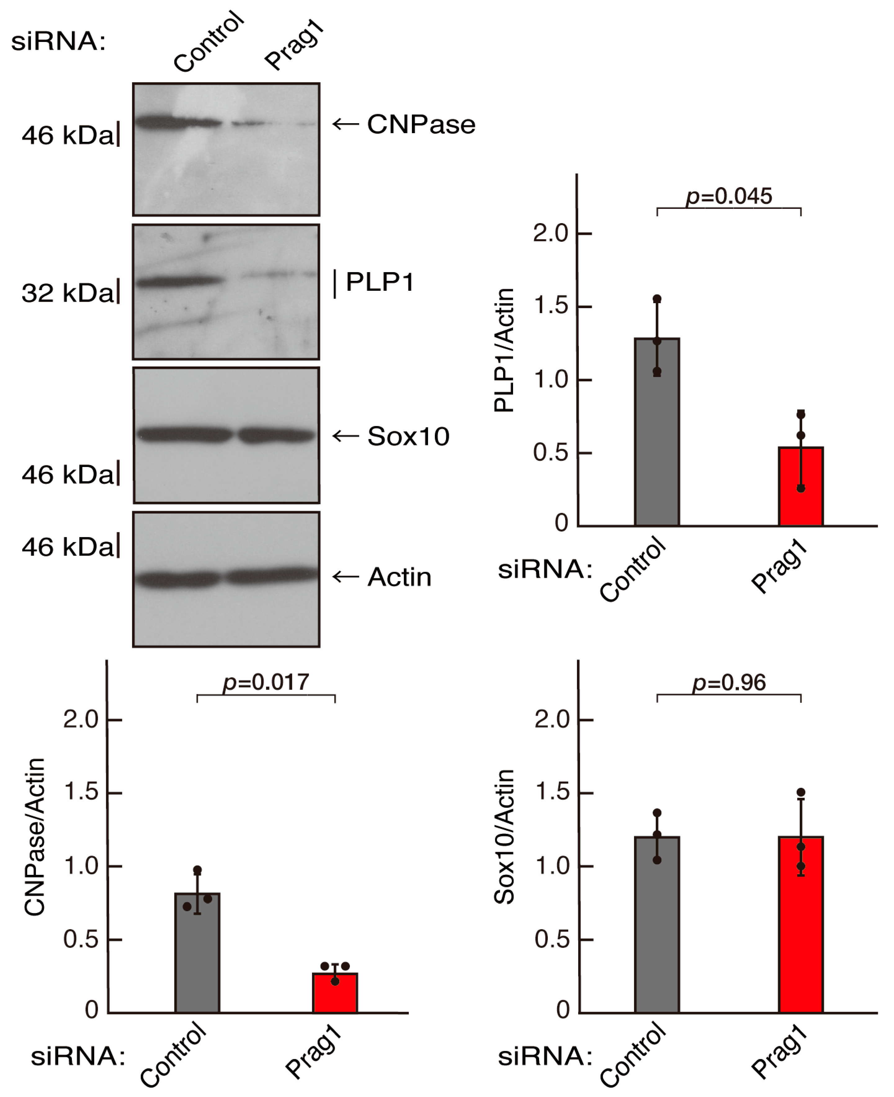 Neurolint 16 00003 g006