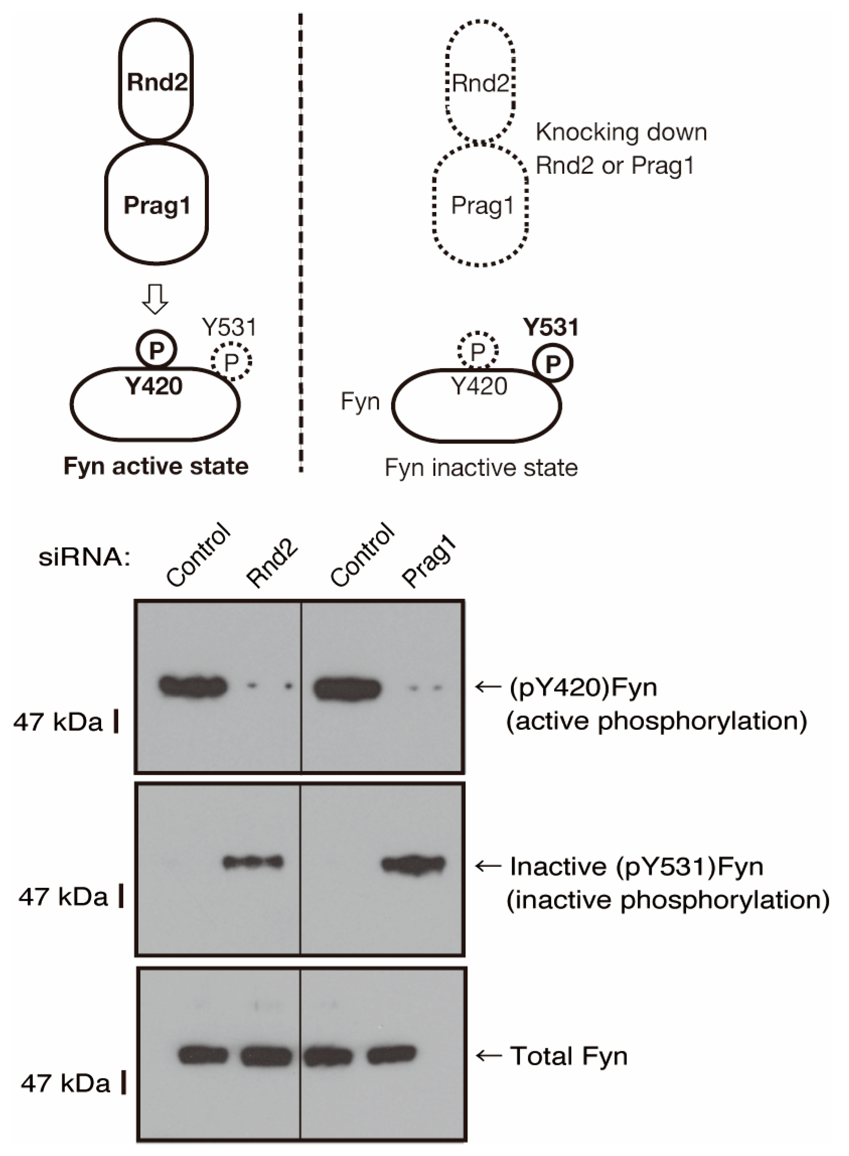 Neurolint 16 00003 g009