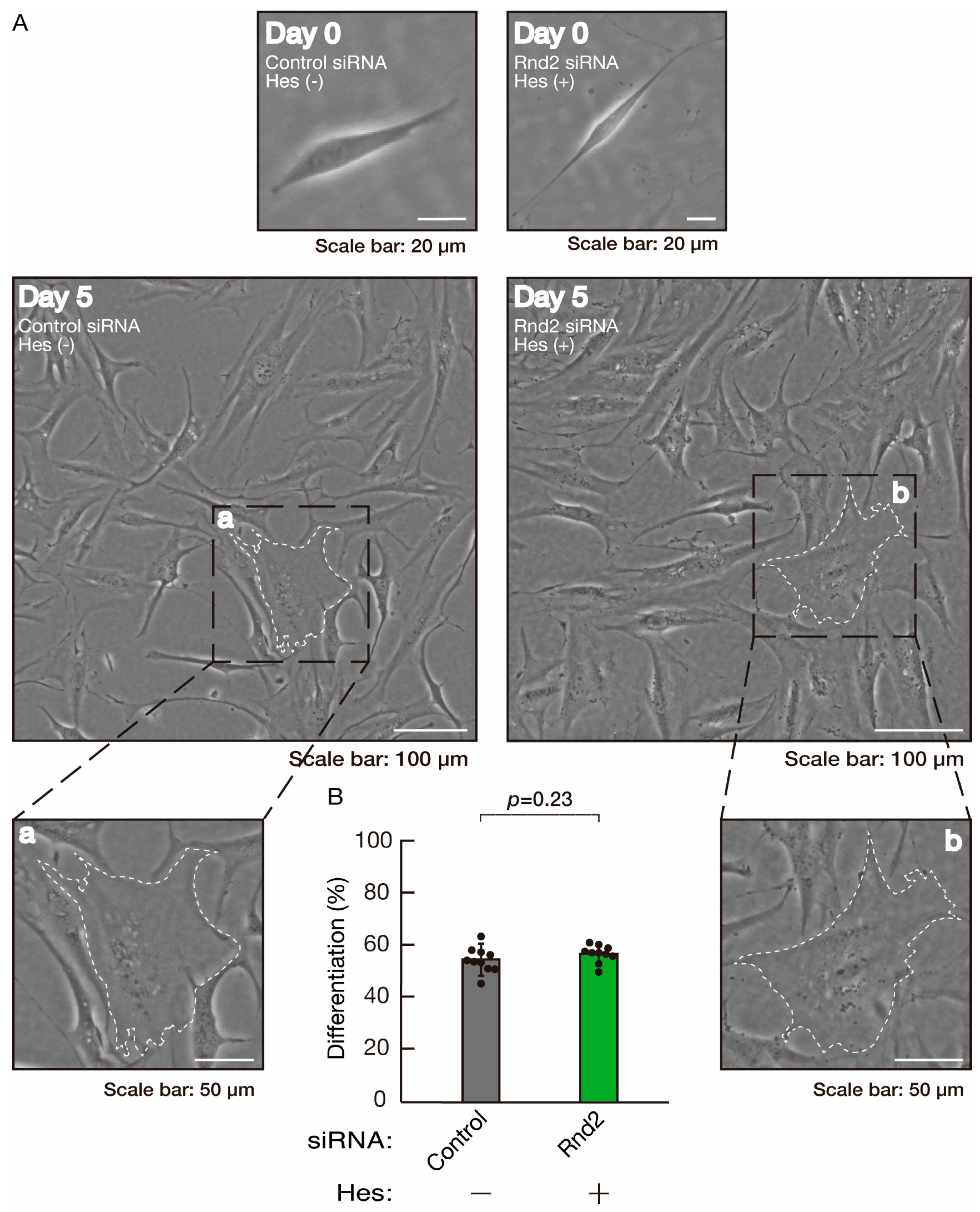 Neurolint 16 00003 g012