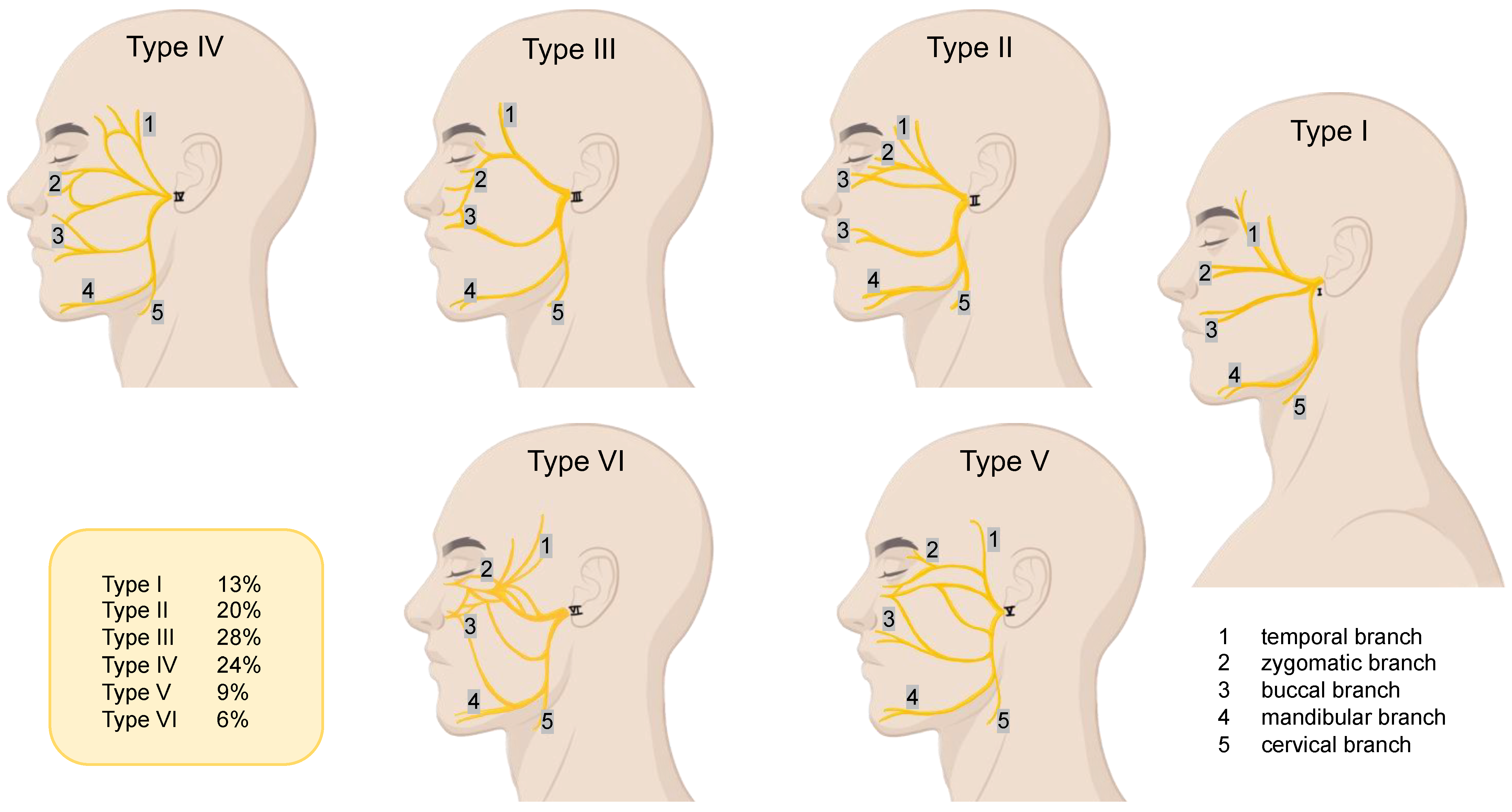 Neurolint 16 00007 g001