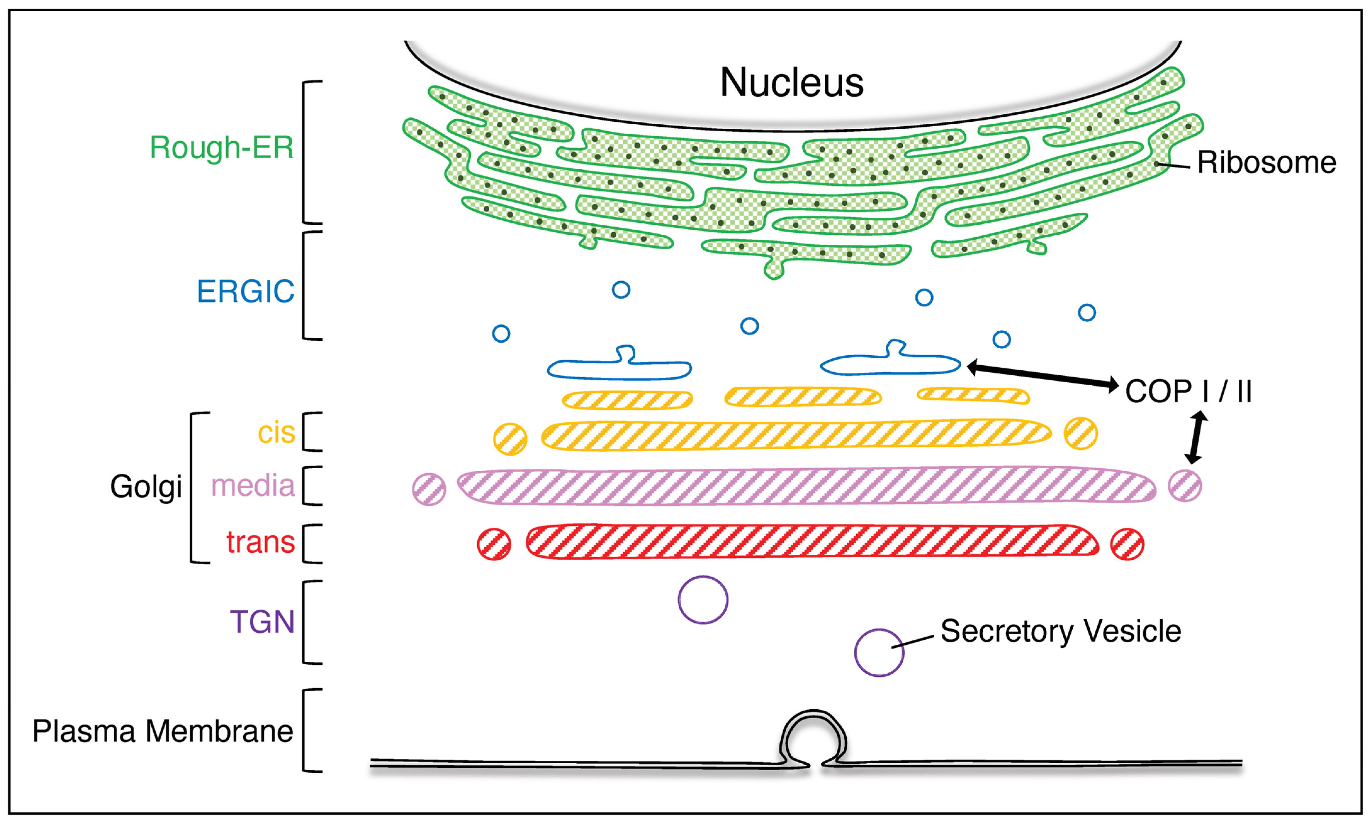 Neurolint 16 00024 g001 Neurolint 16 00024 g001