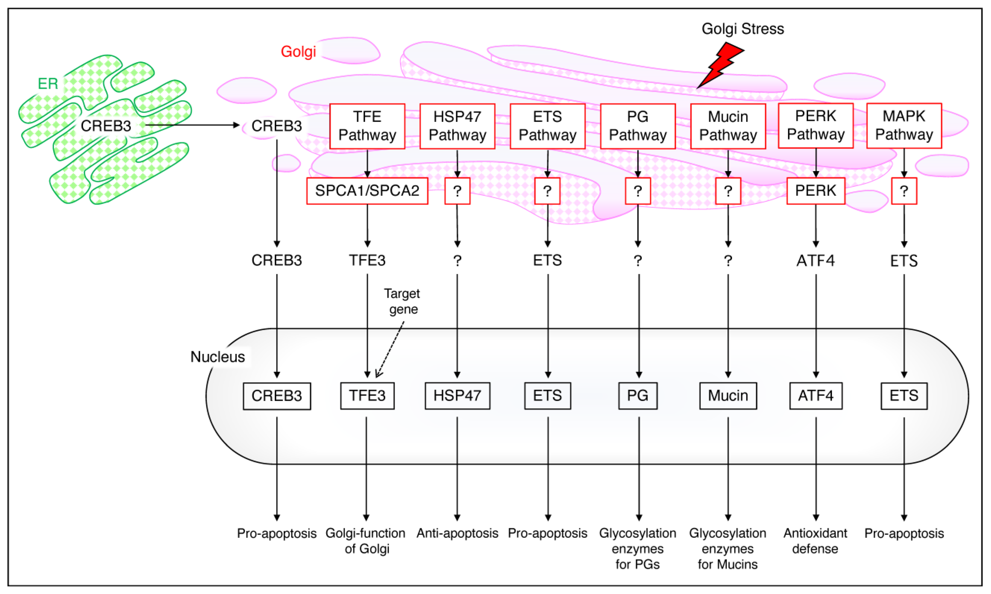 Neurolint 16 00024 g003 Neurolint 16 00024 g003