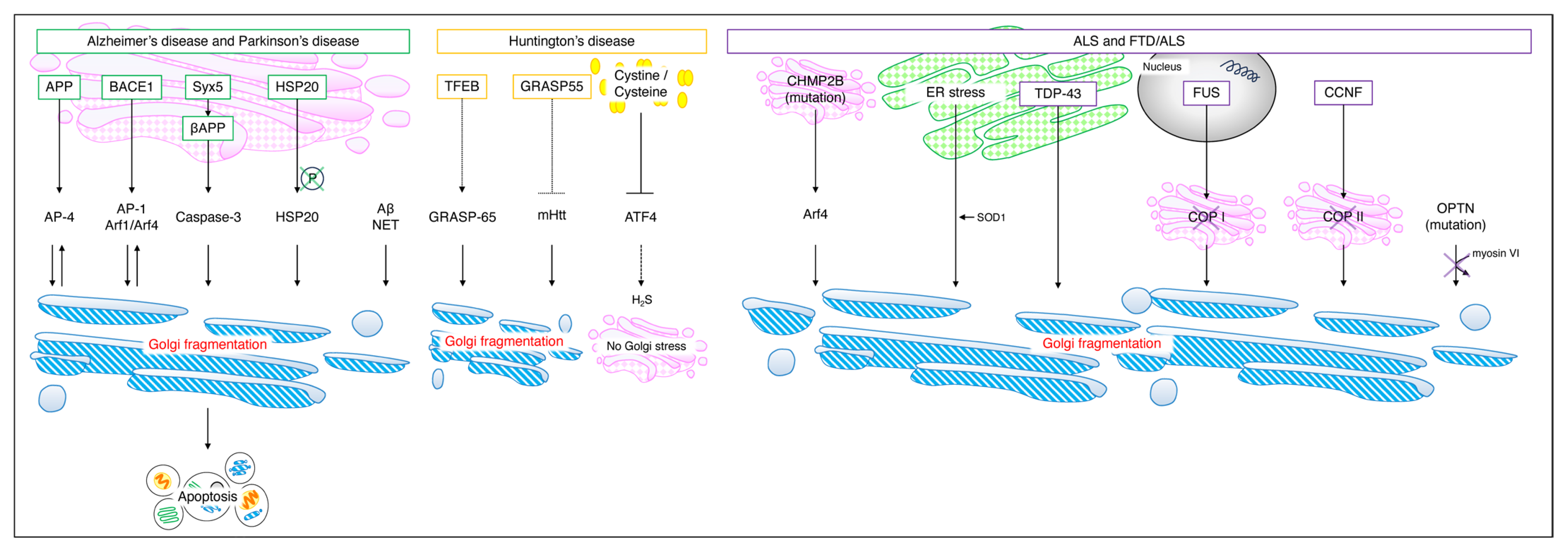 Neurolint 16 00024 g005 Neurolint 16 00024 g005