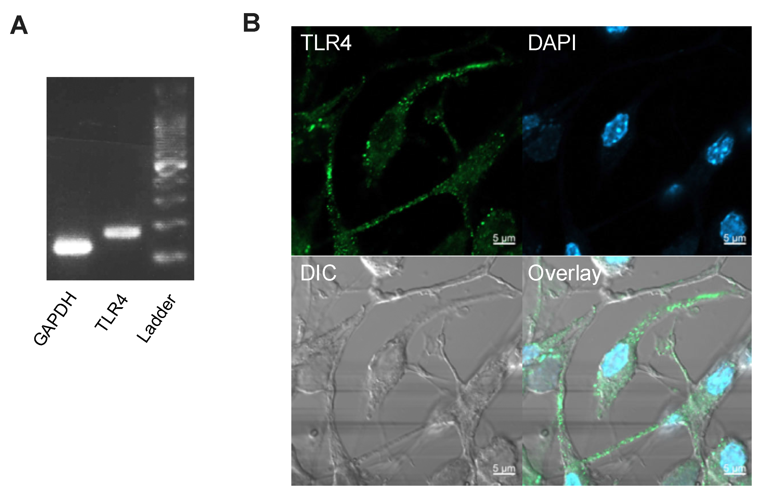 Neurolint 16 00027 g002 Neurolint 16 00027 g002