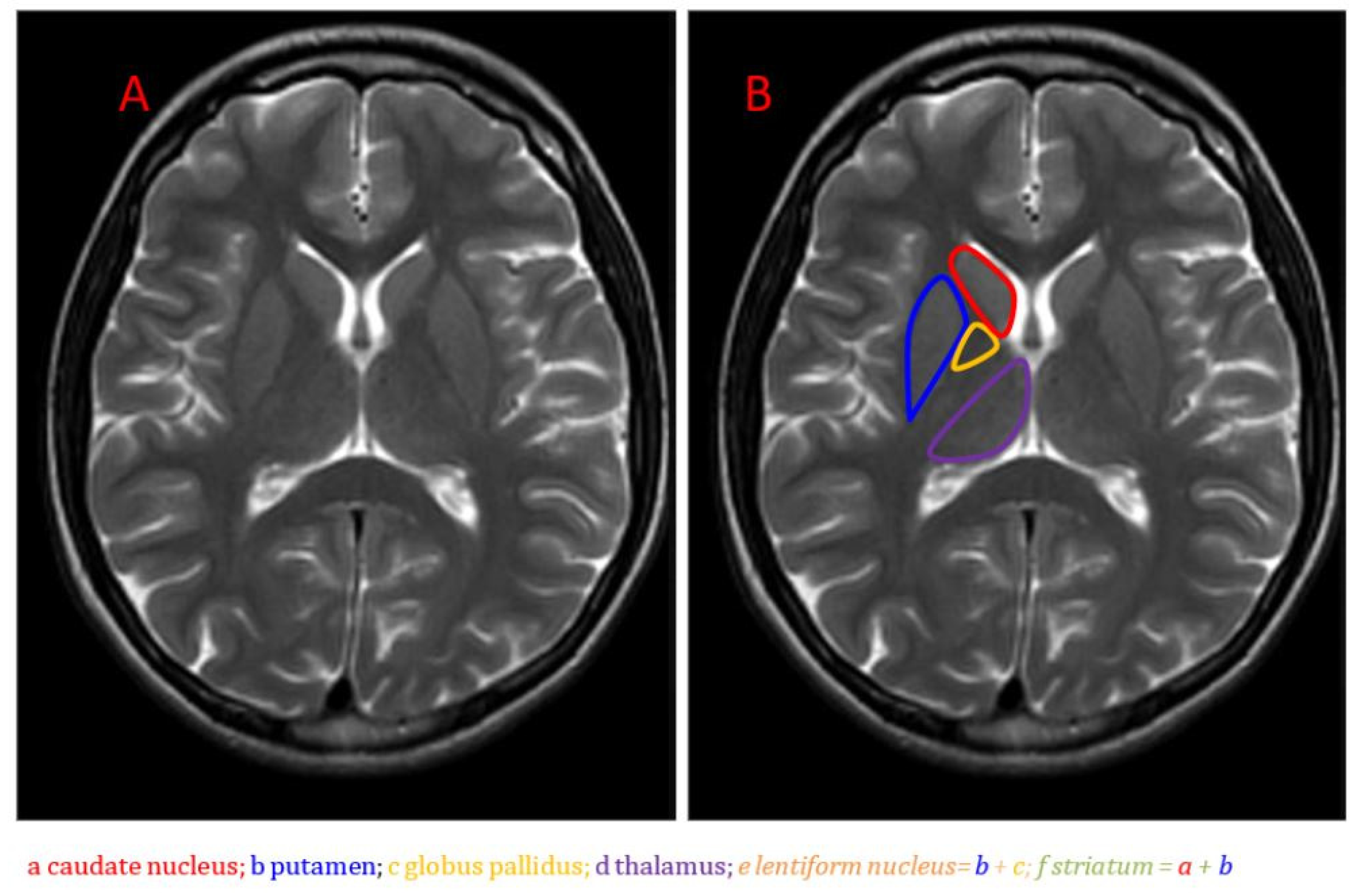 Neurolint 16 00028 g001