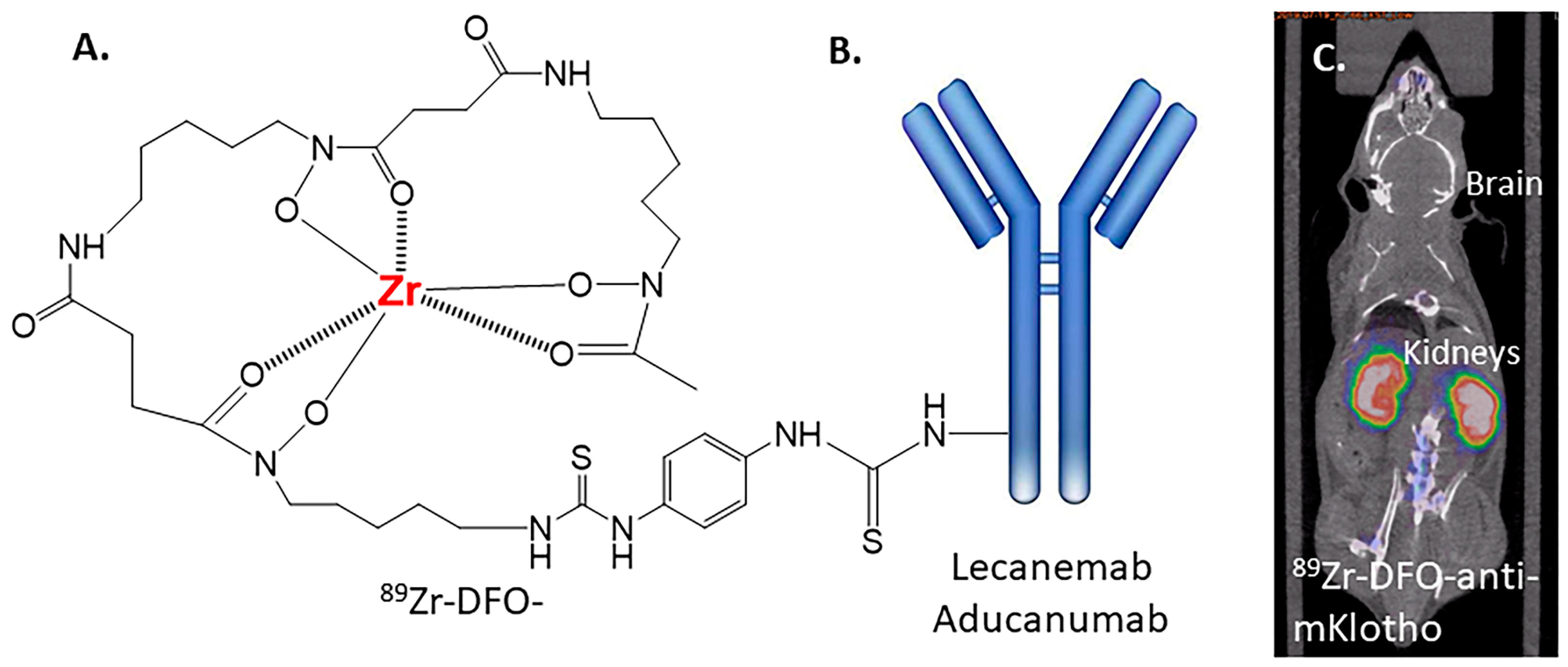 Neurolint 16 00031 g006 Neurolint 16 00031 g006