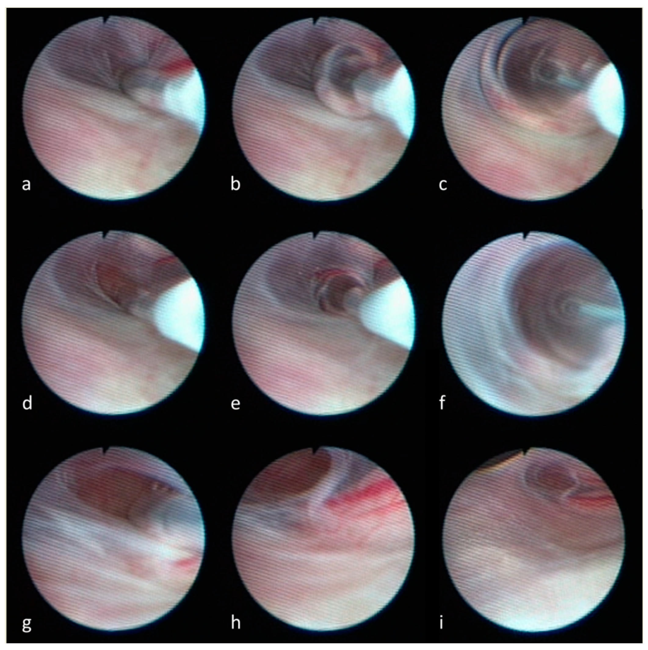 Neurolint 16 00033 g001 Neurolint 16 00033 g001