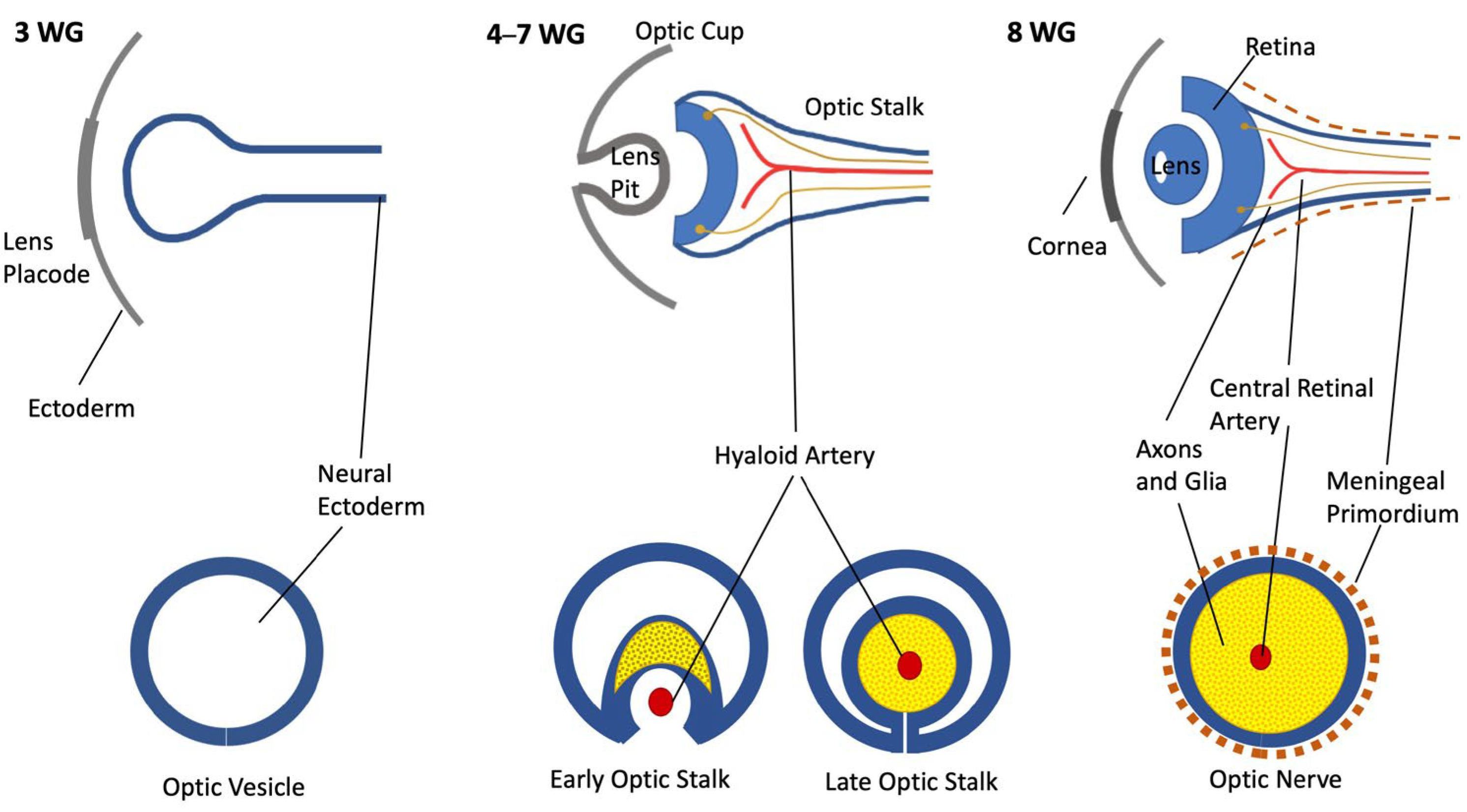 Neurolint 16 00035 g001
