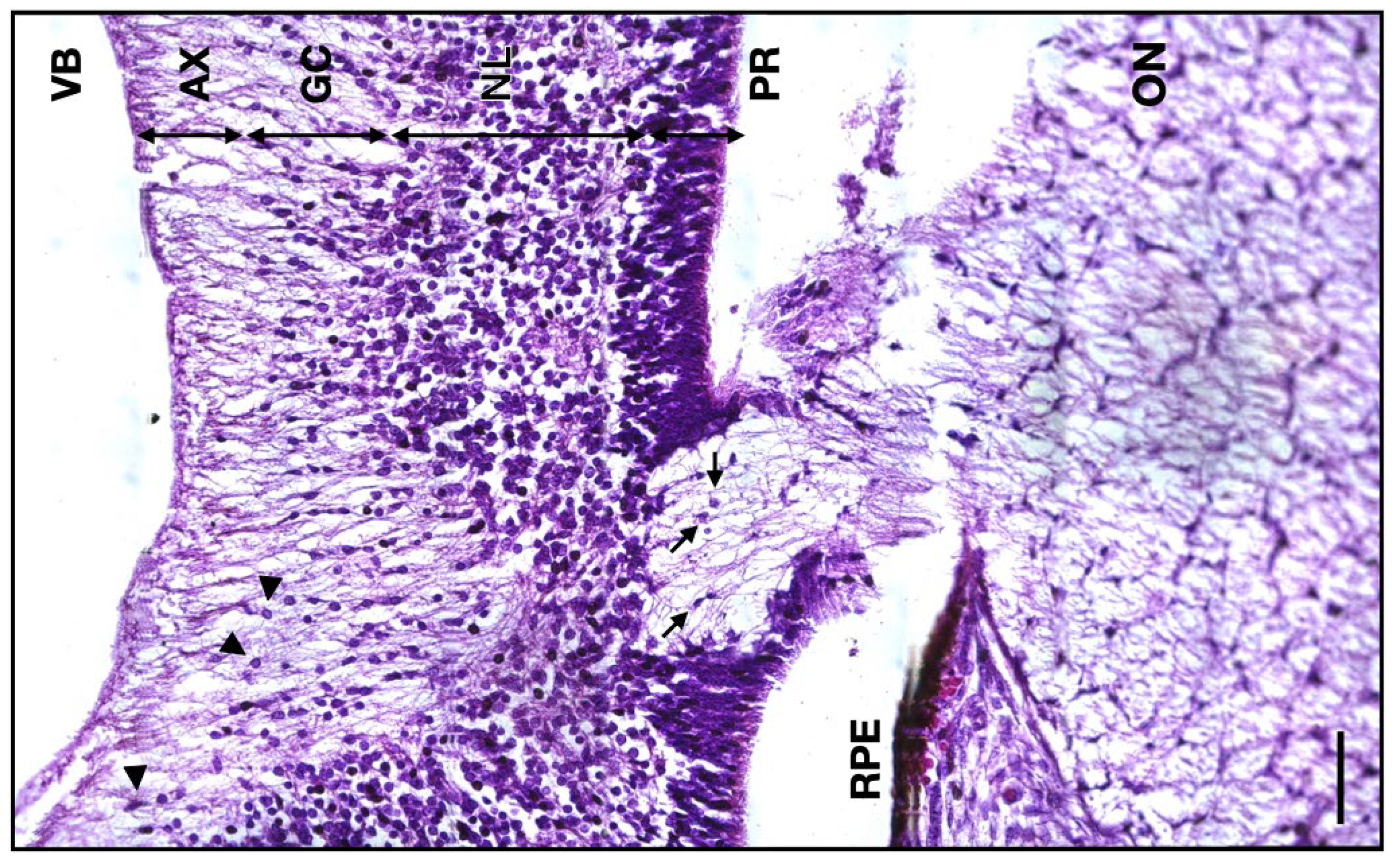 Neurolint 16 00035 g006