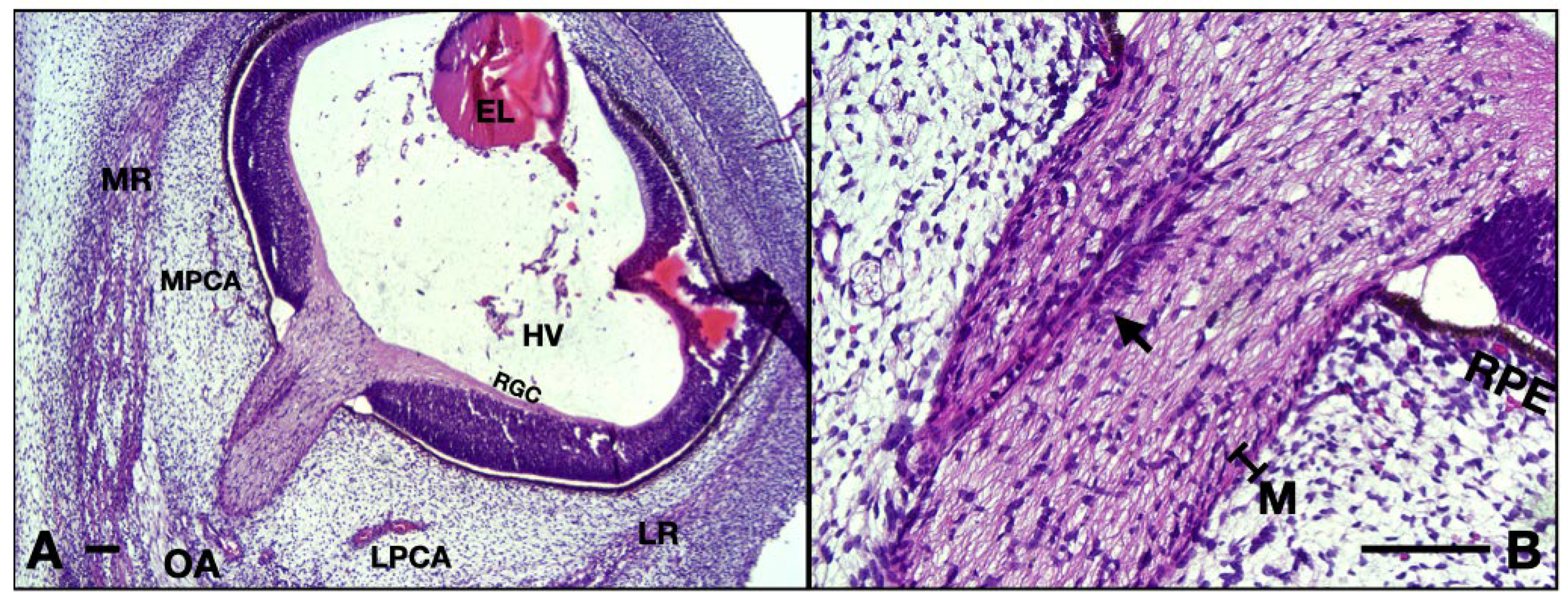 Neurolint 16 00035 g007