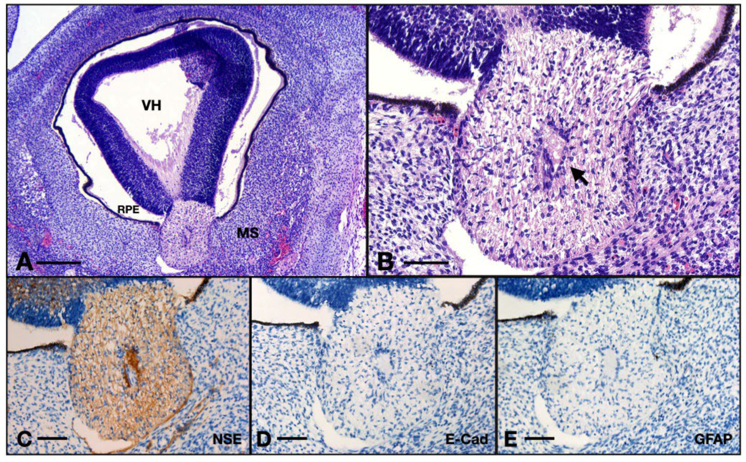 Neurolint 16 00035 g008