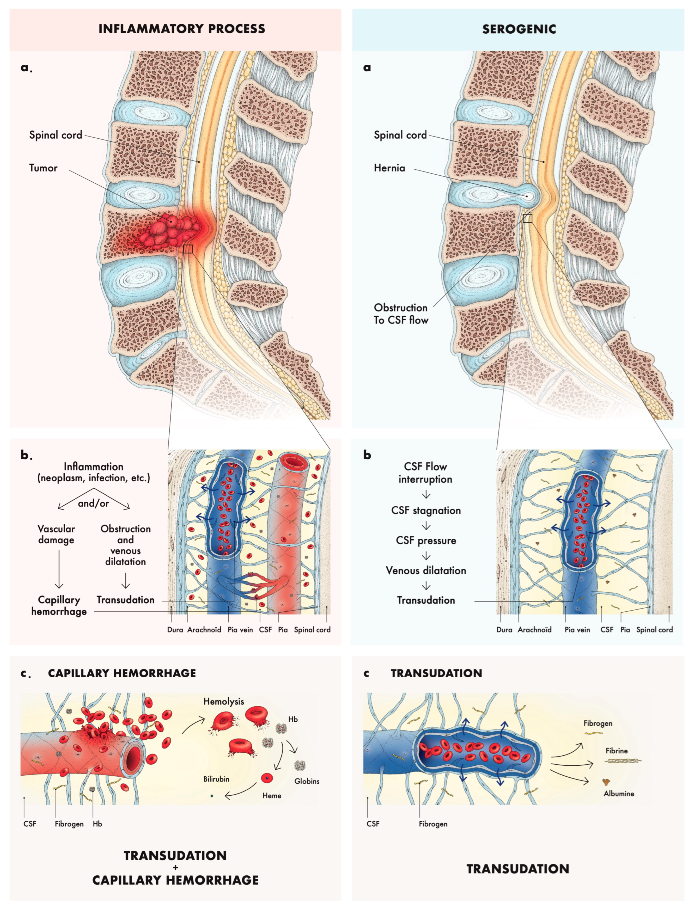 Neurolint 16 00083 g004