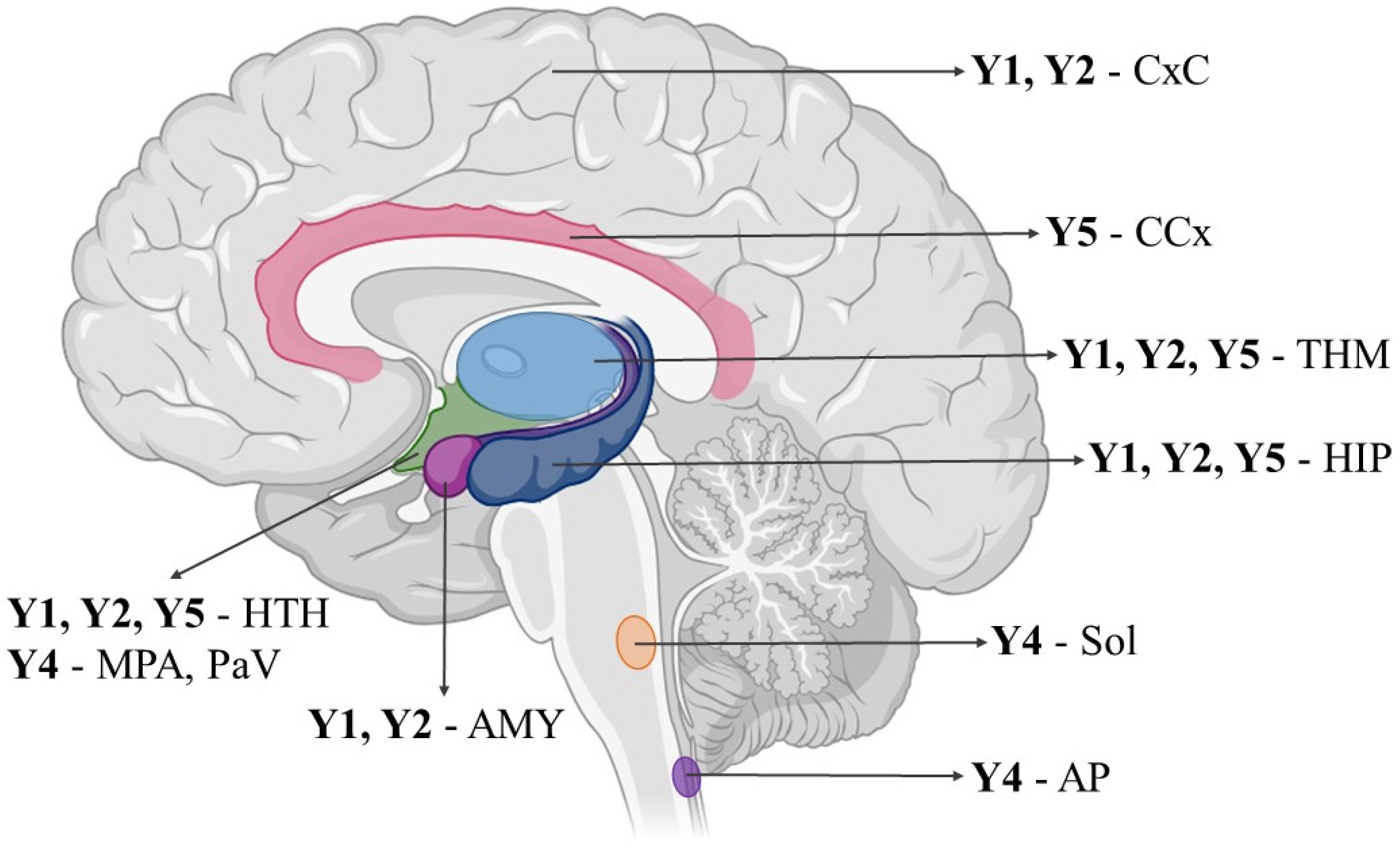Neurolint 16 00100 g001 Neurolint 16 00100 g001