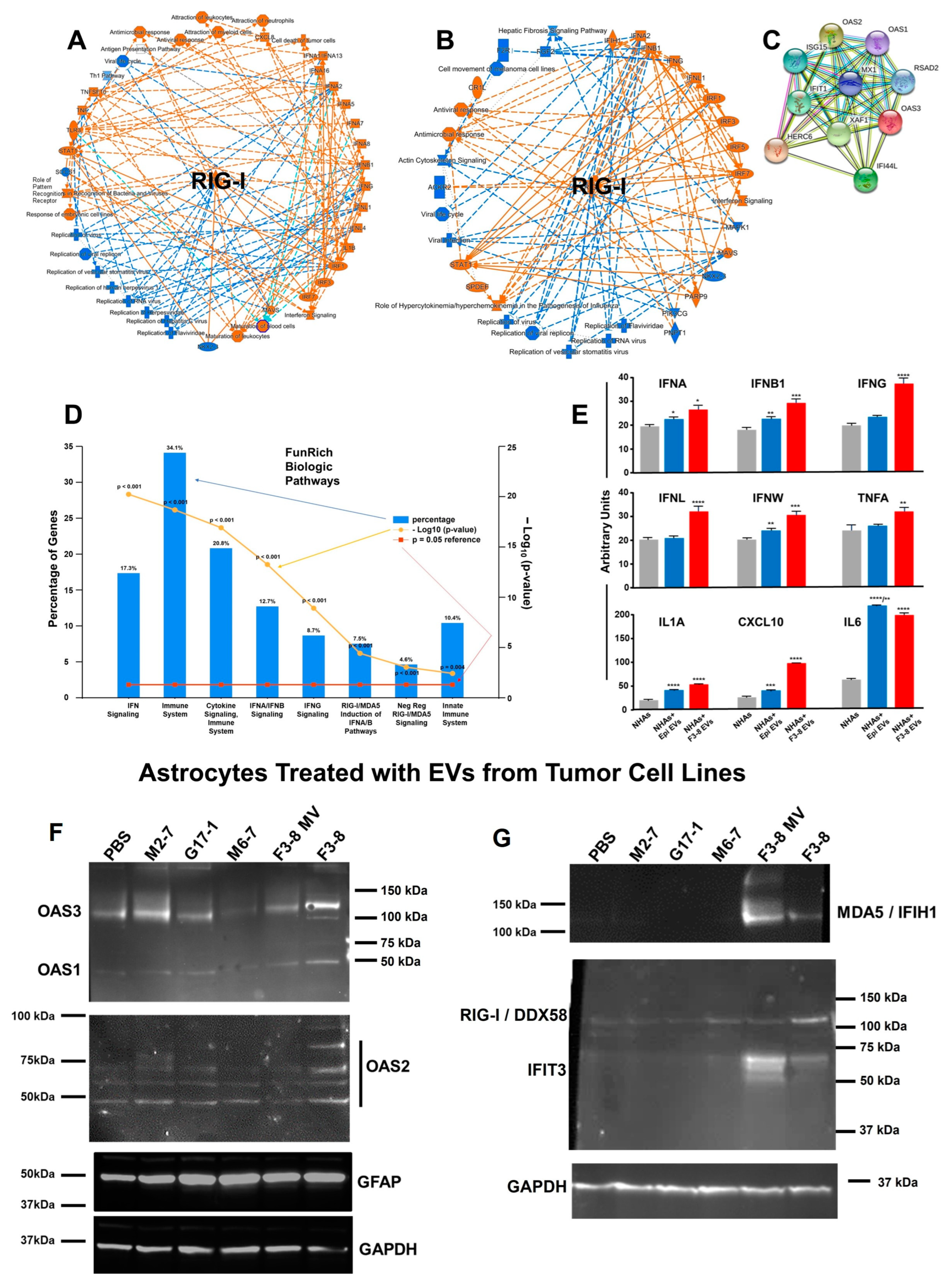 Neurolint 16 00103 g004