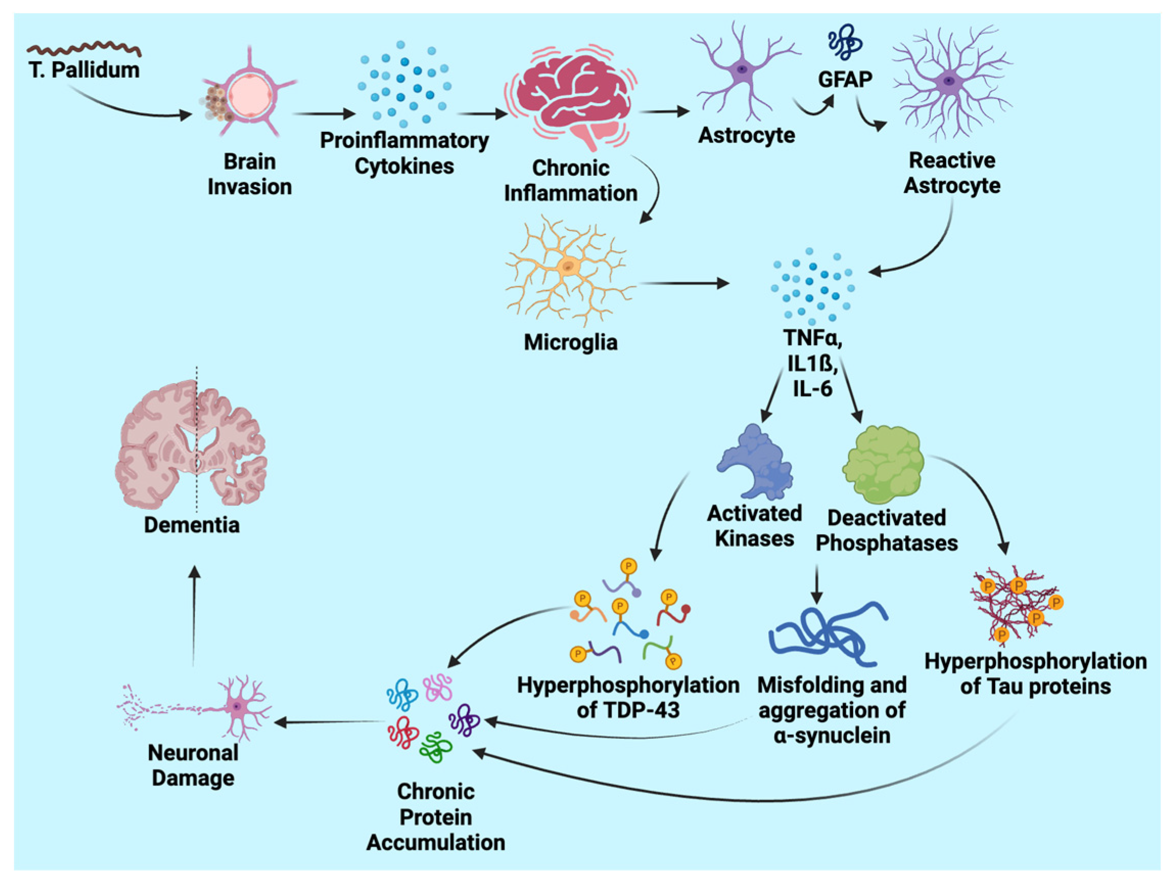 Neurolint 16 00120 g001