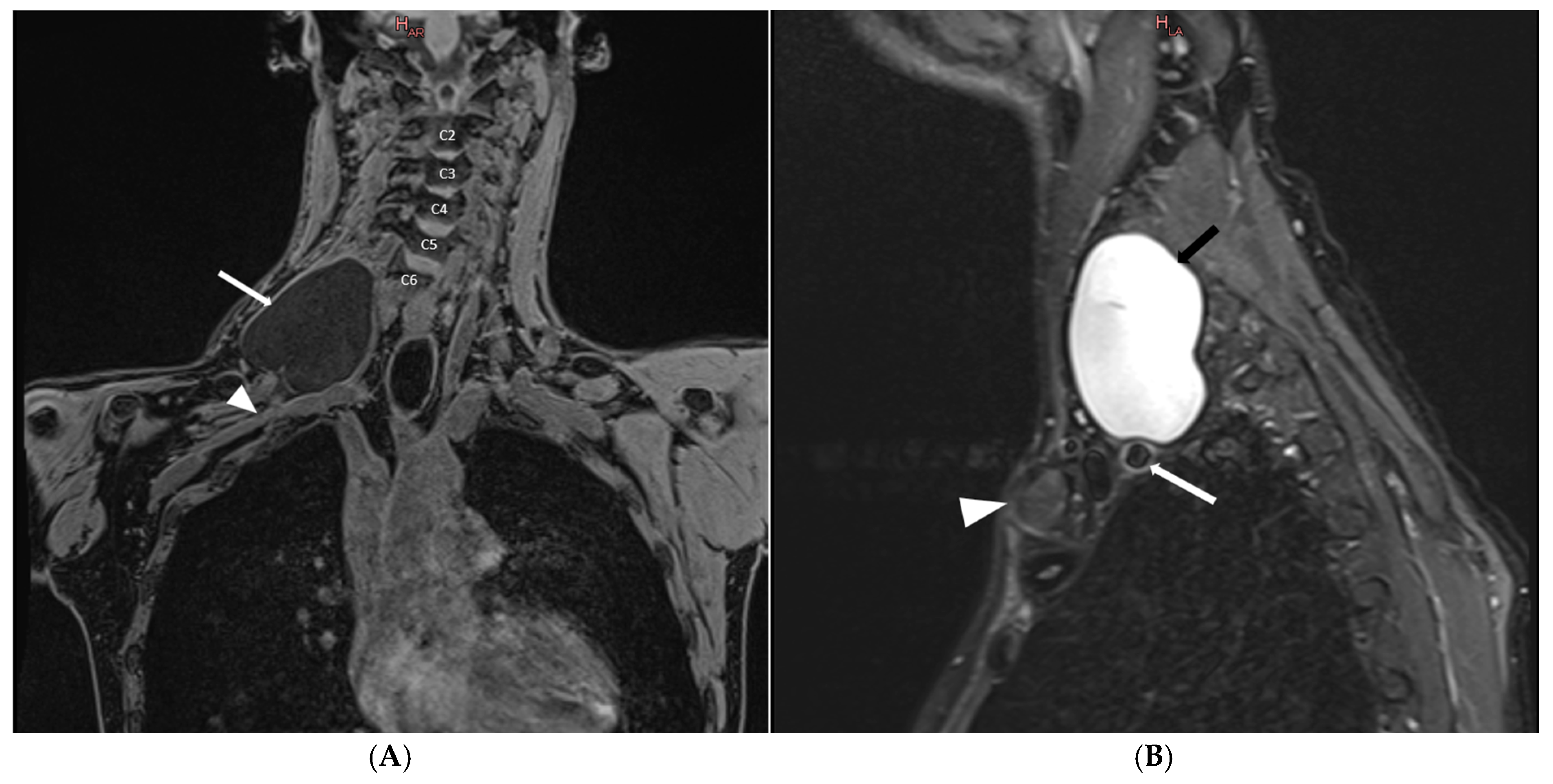Neurolint 16 00126 g002