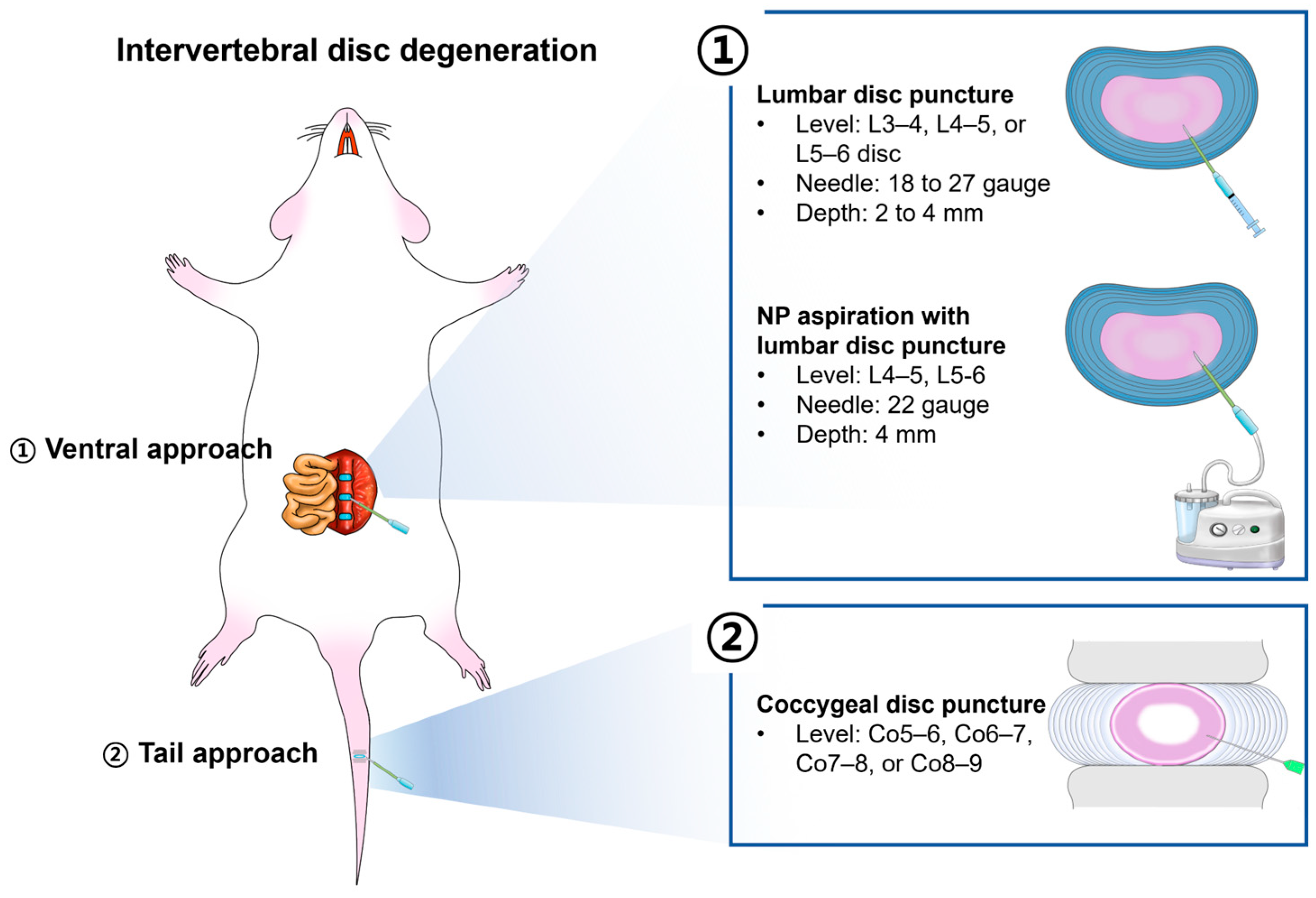 Neurolint 16 00129 g005 Neurolint 16 00129 g005