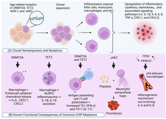The Role of Somatic Mutations in Ischemic Stroke: CHIP's