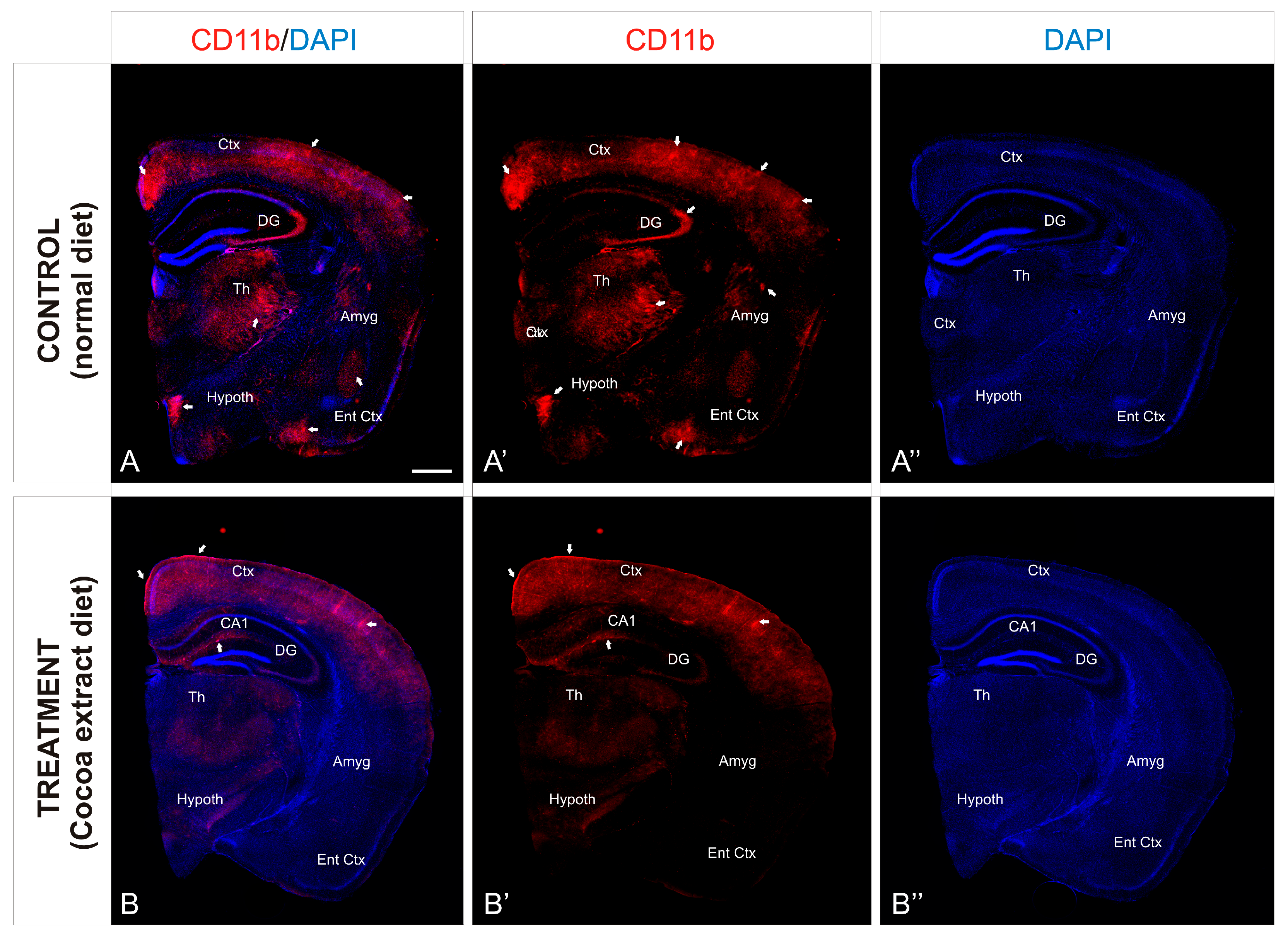 Neurolint 17 00047 g003