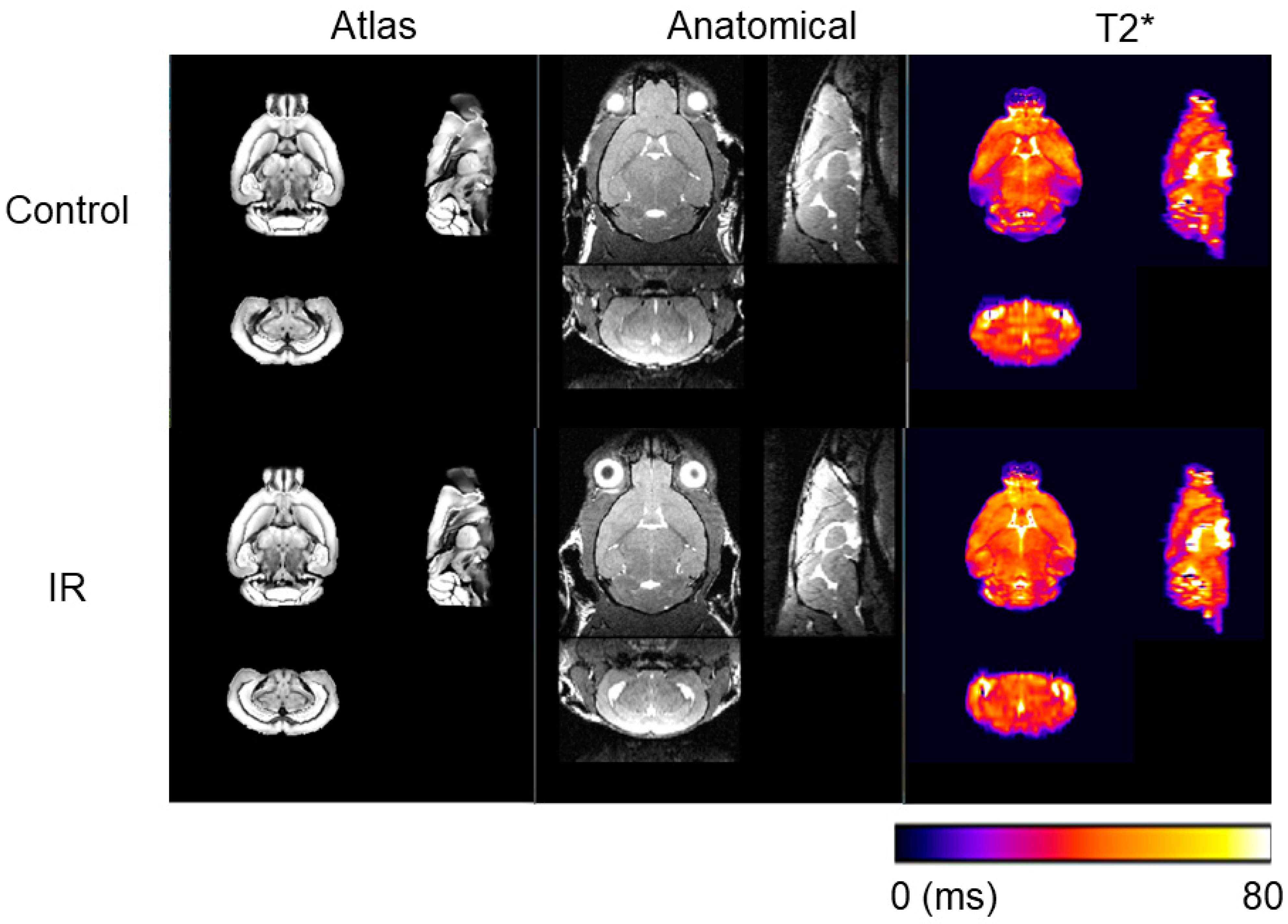 Neurolint 17 00053 g002
