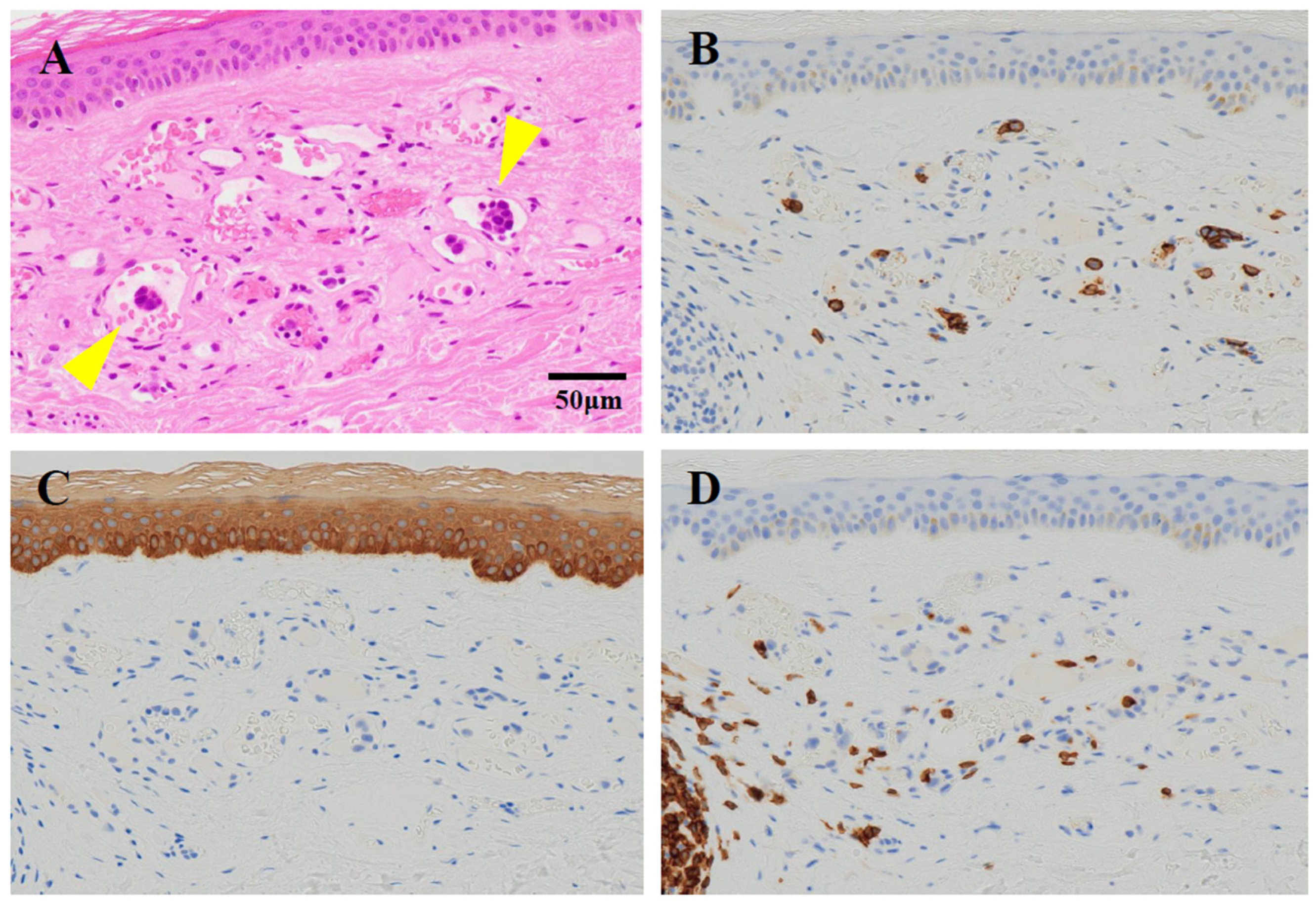 Neurolint 17 00068 g007