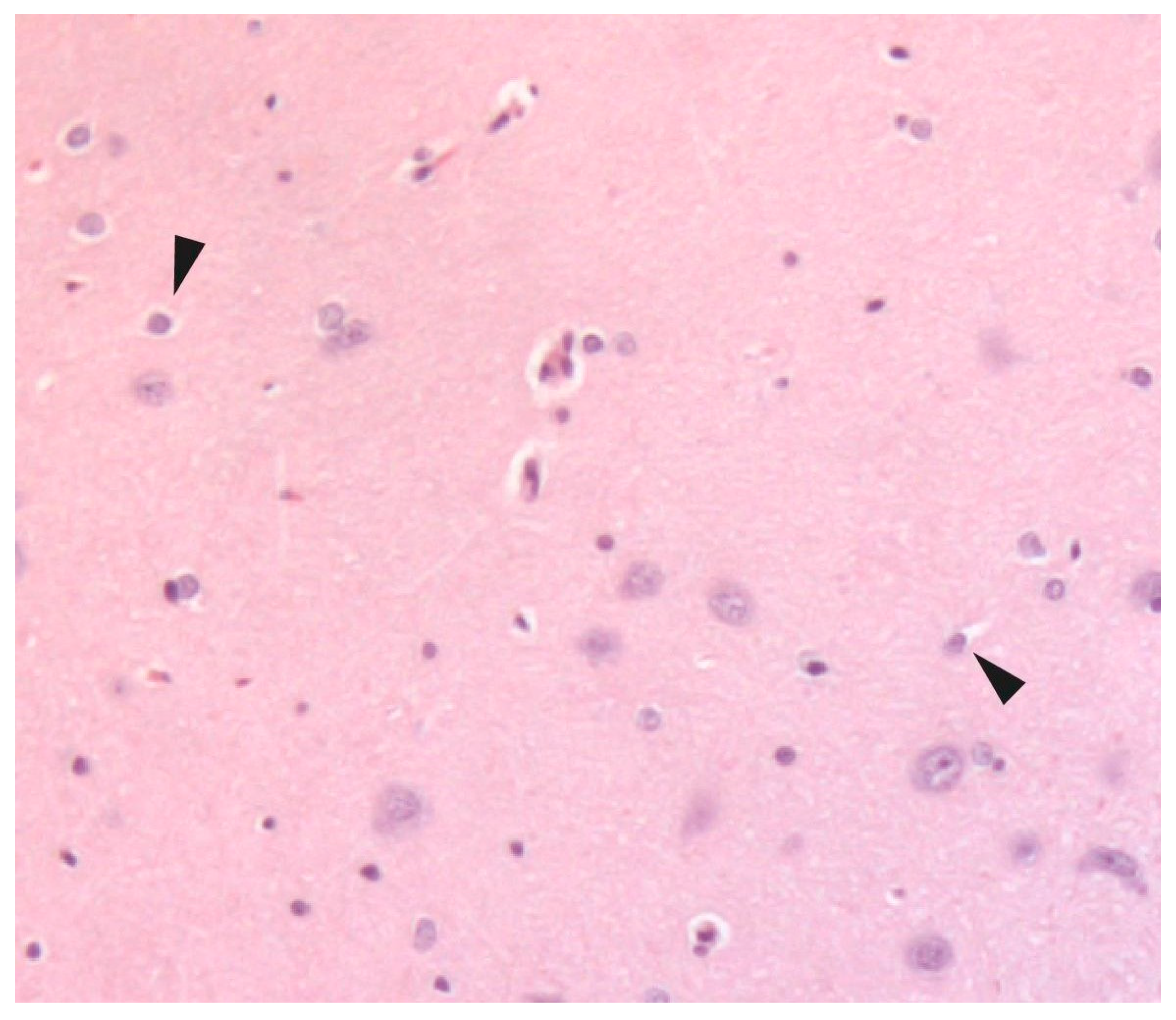 Neurolint 17 00069 g001