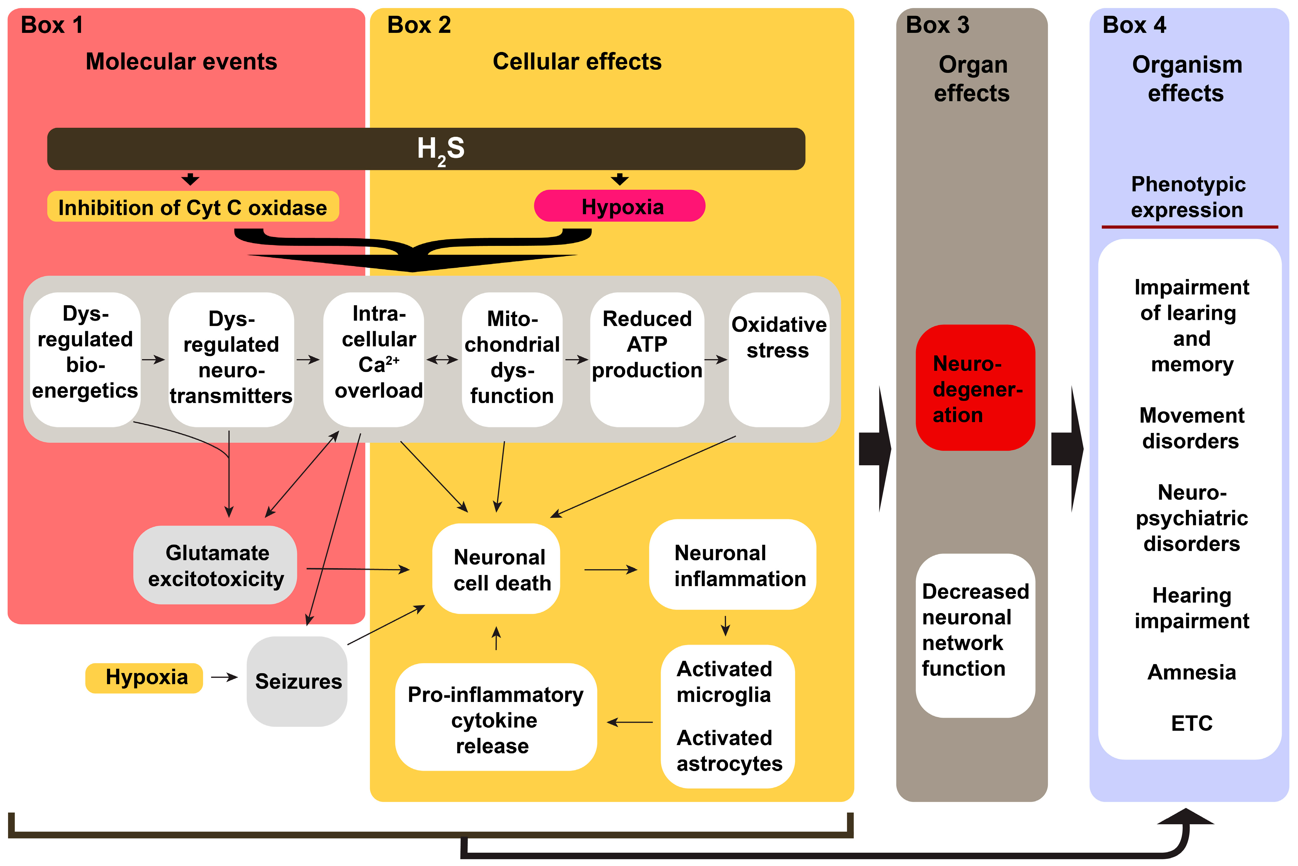 Neurolint 17 00071 g003 Neurolint 17 00071 g003