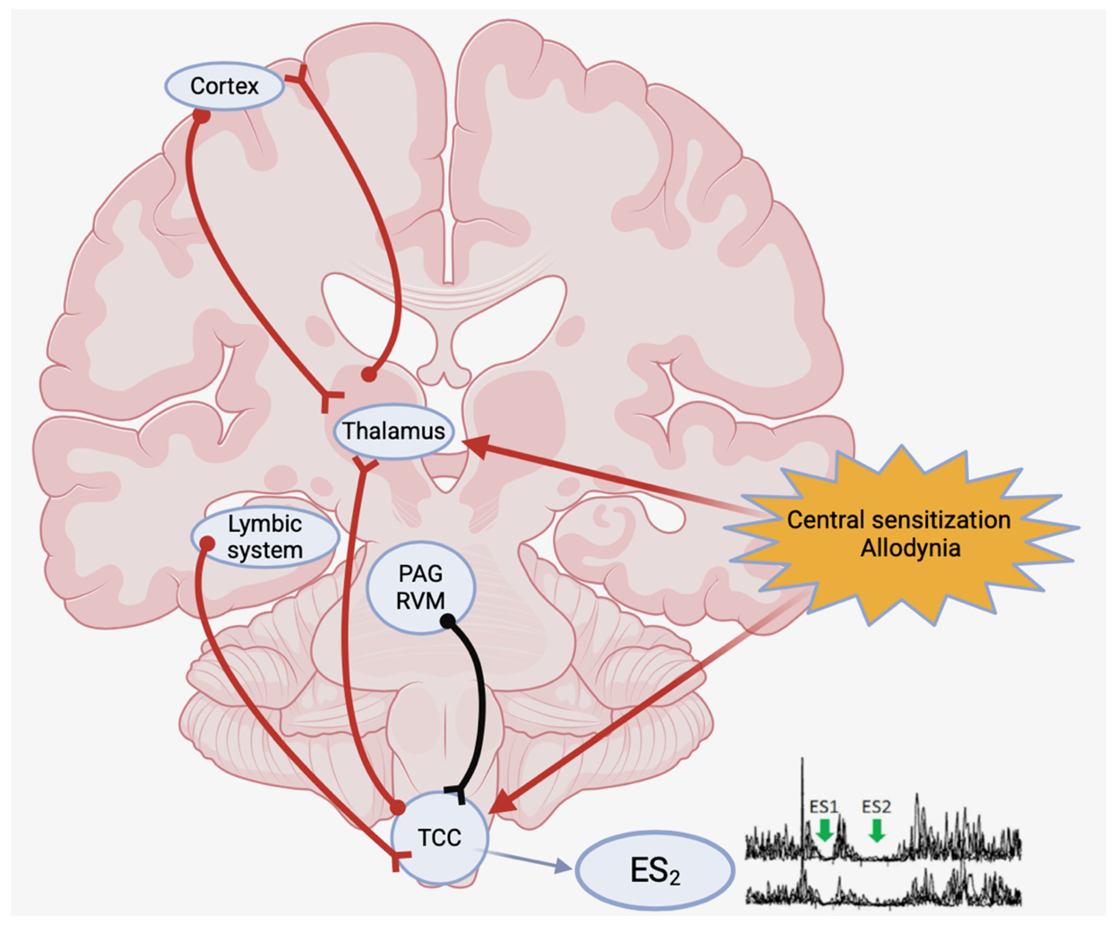 Neurolint 17 00076 g001